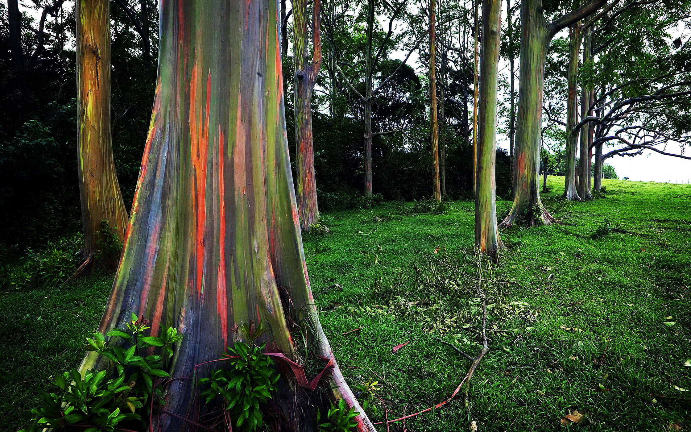 Rainbow eucalyptus, Nature, Tree, 2240x1400 HD Desktop