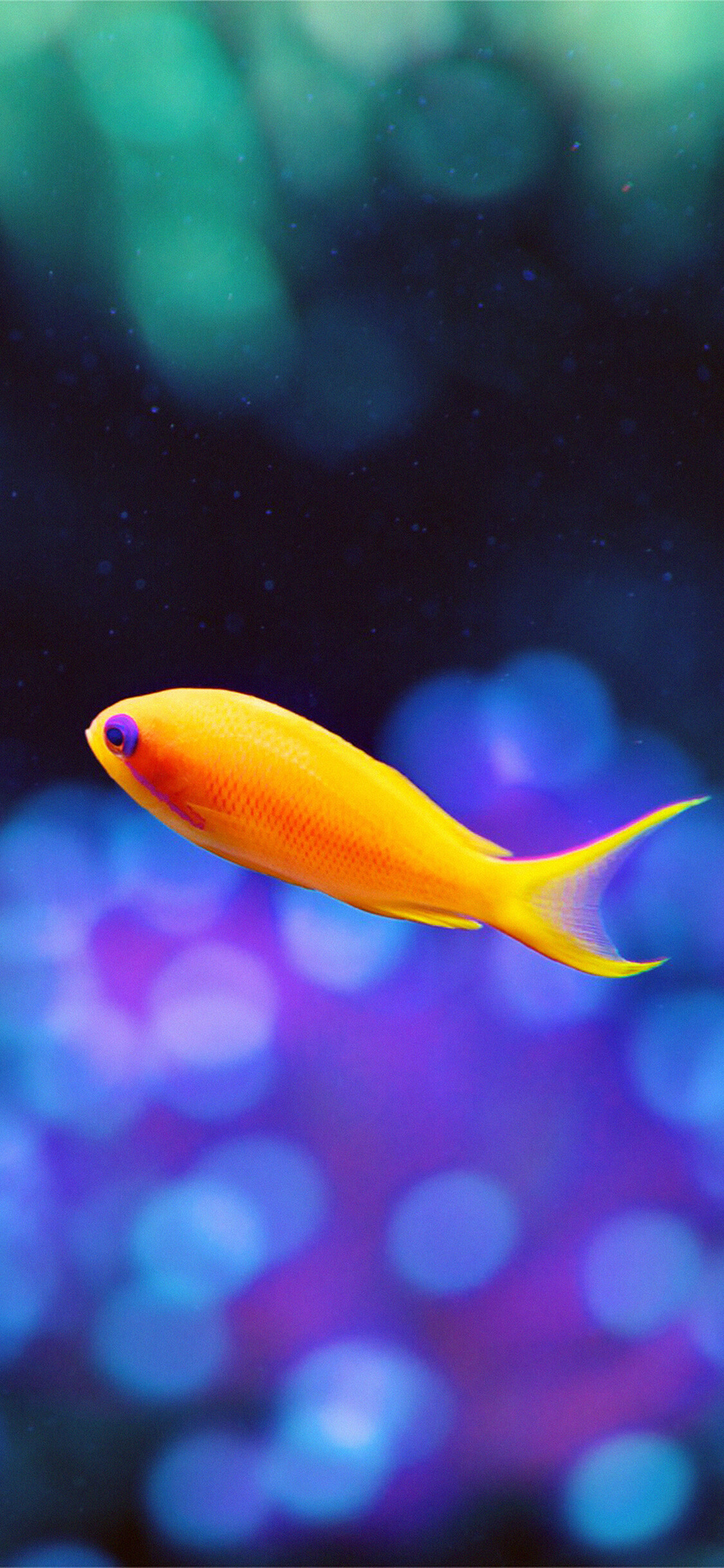 Cute fish nemo wallpaper, Playful and adorable, Underwater charm, Oceanic nature, 1130x2440 HD Phone