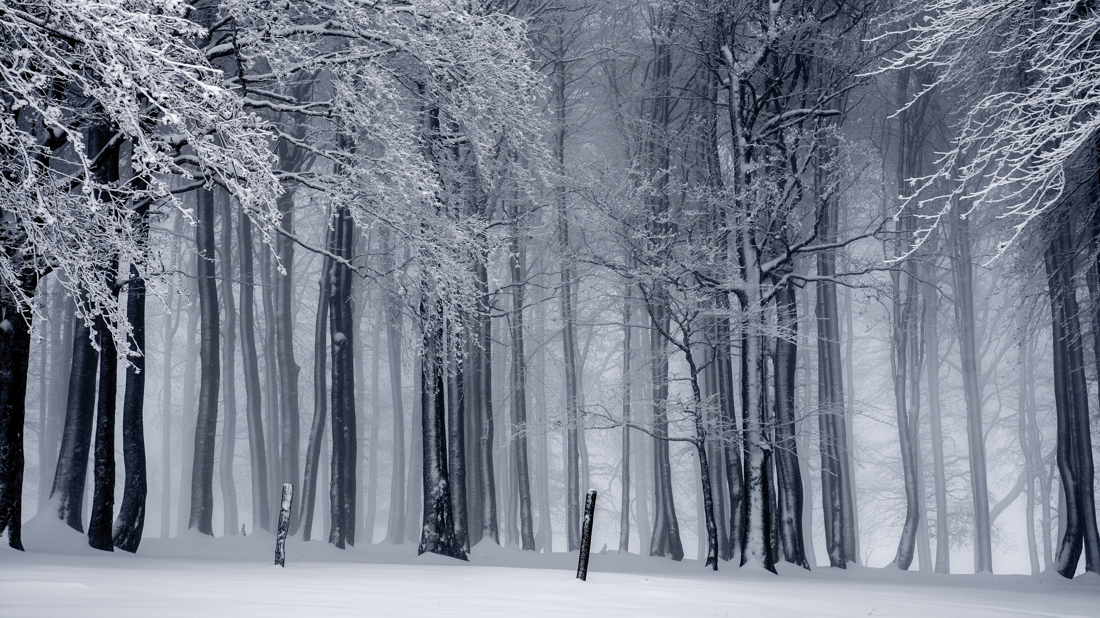 Winter: The coldest season of the year in polar, Hoar frost. 3840x2160 4K Wallpaper.