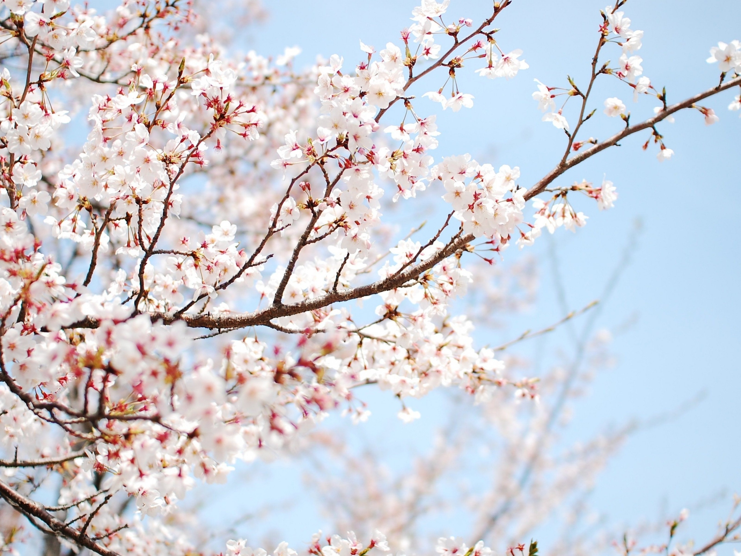 Cherry Tree, Download cherry tree sakura flower, Wallpaper resolution, 2560x1920 HD Desktop