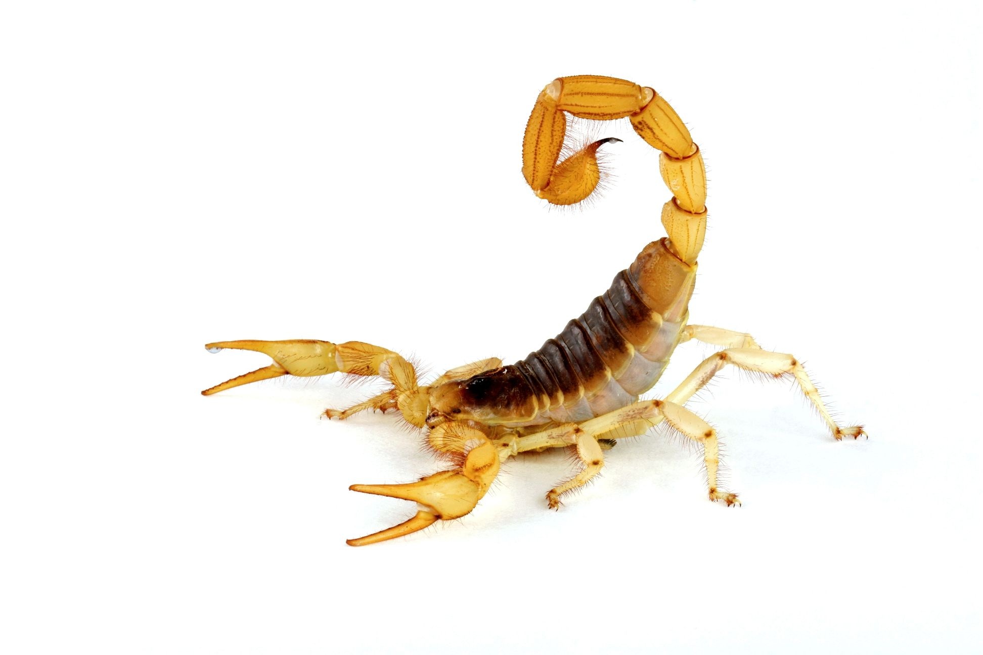 Scorpion (Animal): Have a pair of organs that can best be described as sensory combs, along their underside. 1950x1300 HD Background.