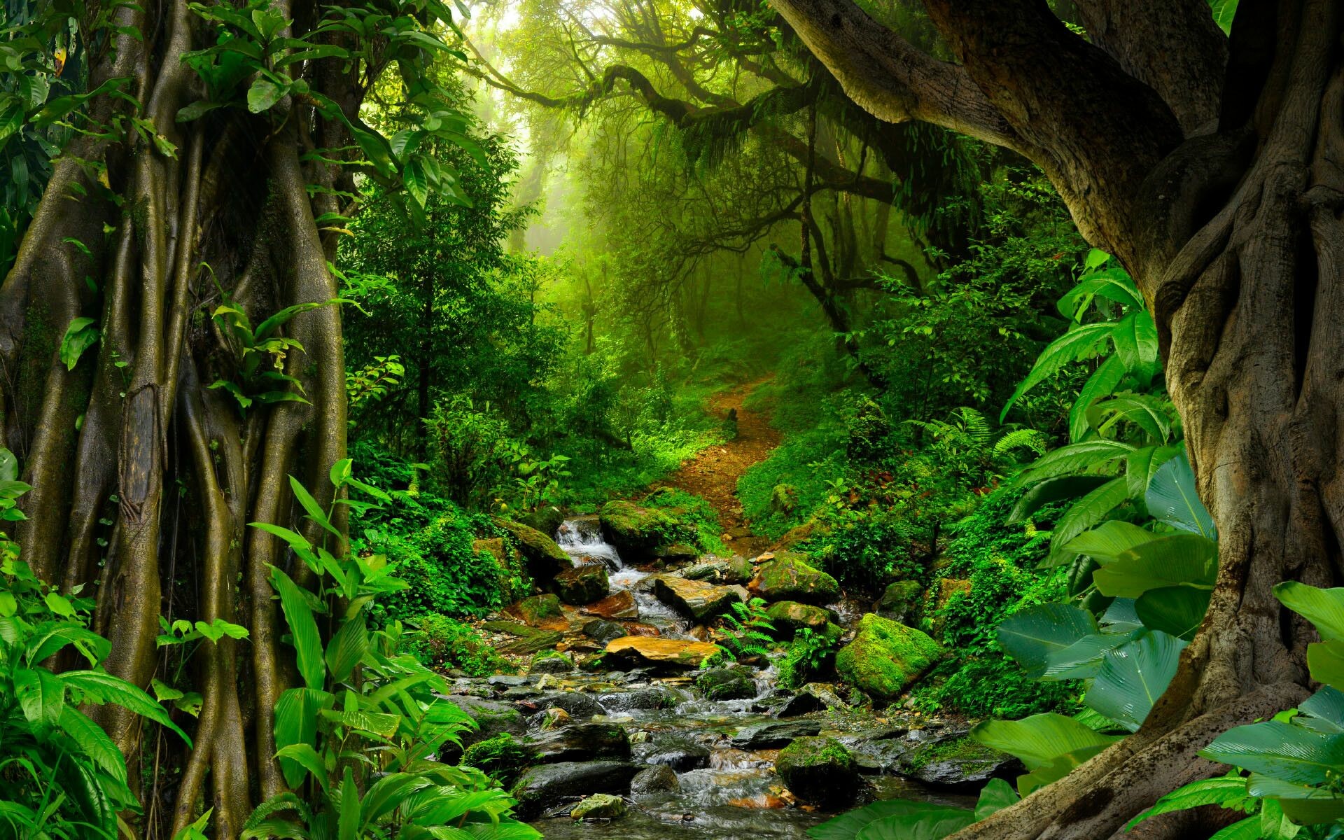 Rainforest: Tropical woodlands exhibit a vast diversity in plant and animal species. 1920x1200 HD Wallpaper.