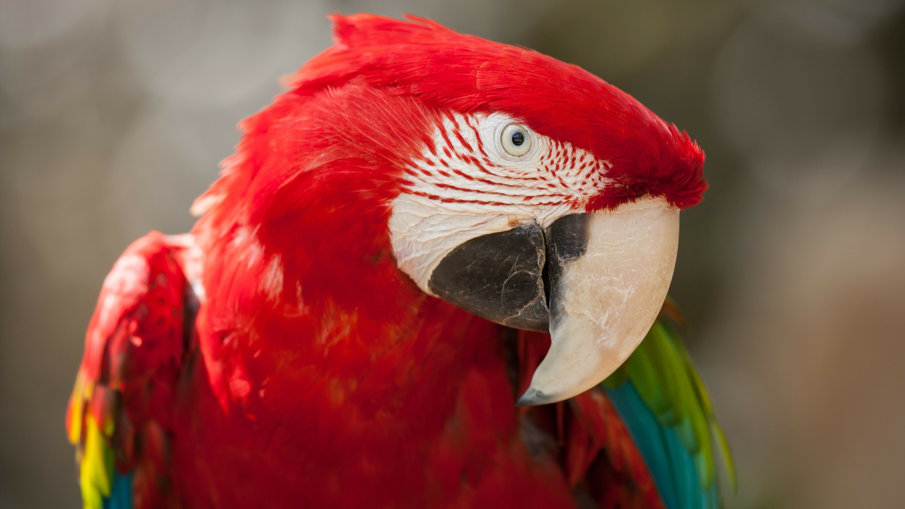 Parrot: Macaw, Tropical bird, Red feathers, Animals, Wings. 3840x2160 4K Background.