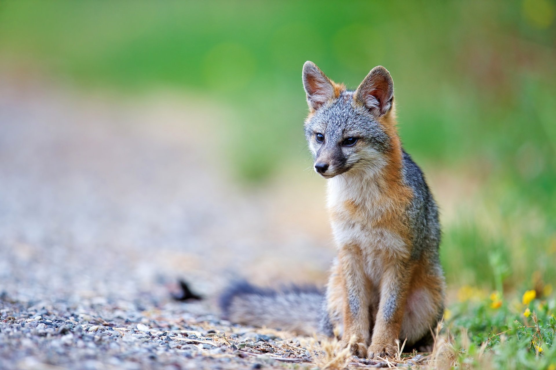 Gray Fox: A mammal, Known to raid garbage cans in search of food, Urocyon cinereoargenteus. 1920x1280 HD Wallpaper.