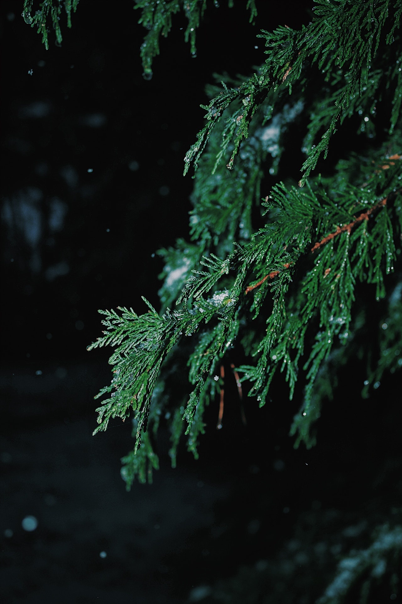 Green spruce tree, Focused photography, Nature's details, Shallow depth of field, 1280x1920 HD Handy
