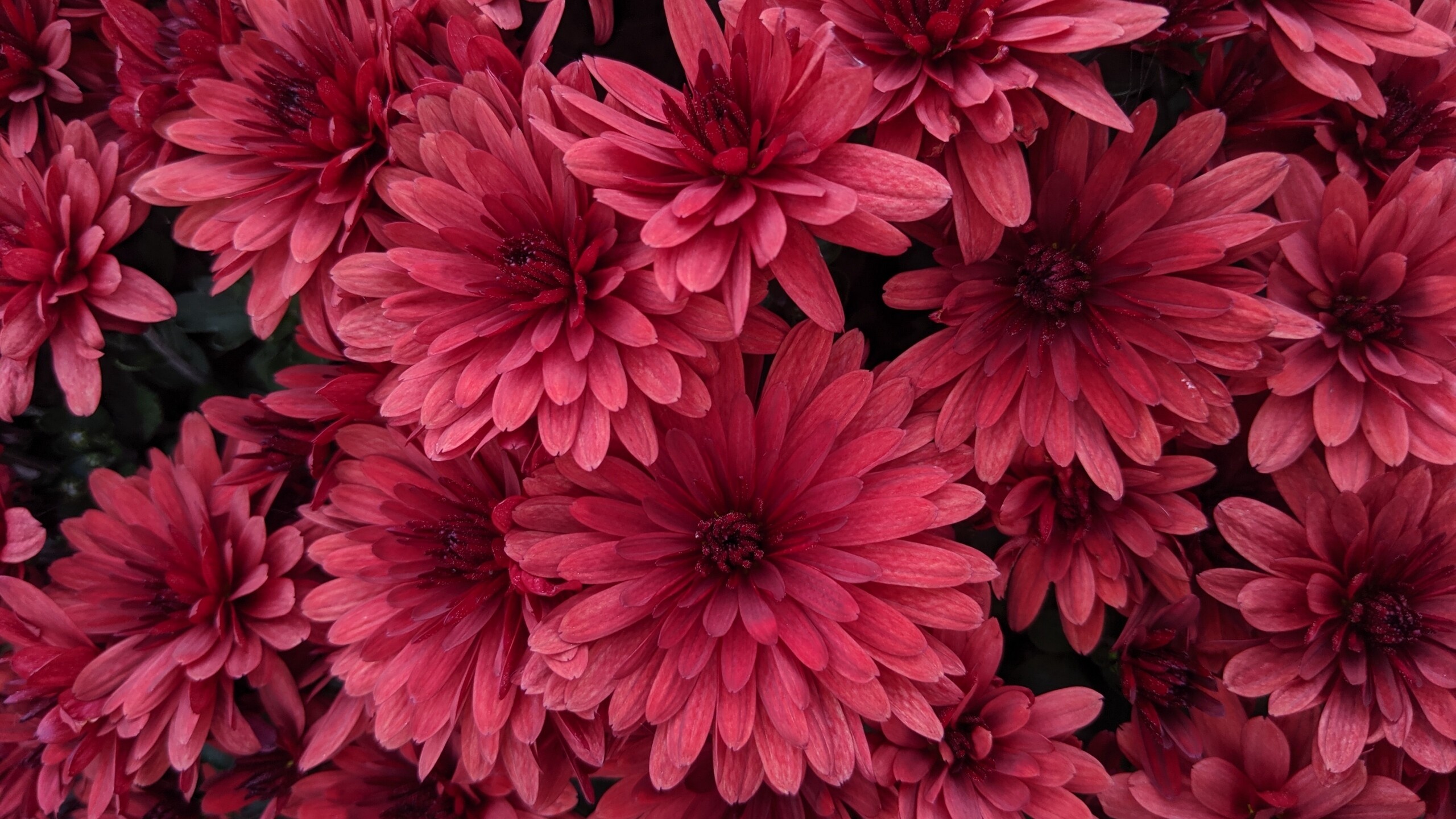 Chrysanthemum: This genus contains many hybrids and thousands of cultivars developed for horticultural purposes, Flowering plant. 2560x1440 HD Background.