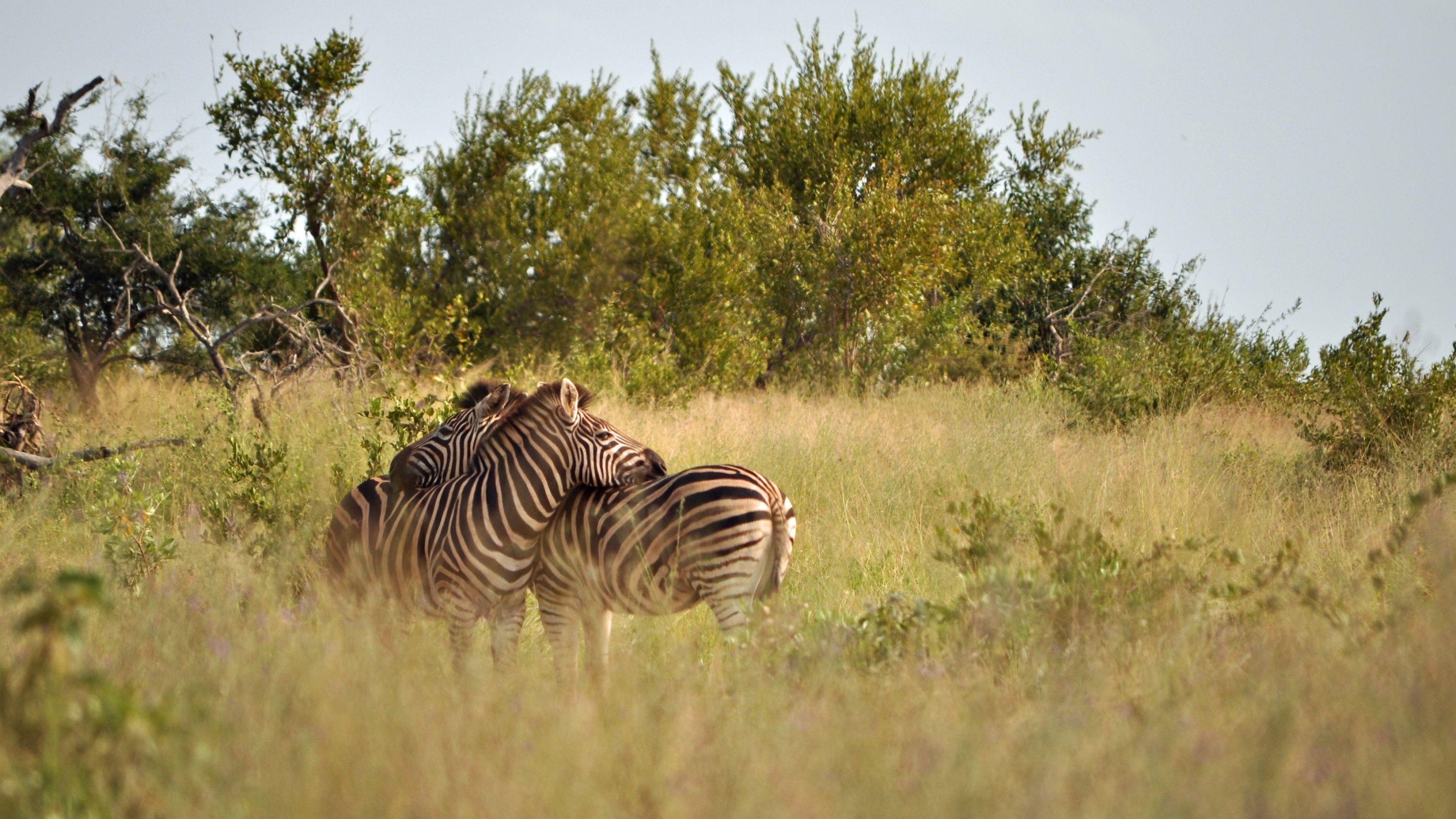 Kruger National Park, African wildlife, Safari adventure, Nature photography, 3840x2160 4K Desktop