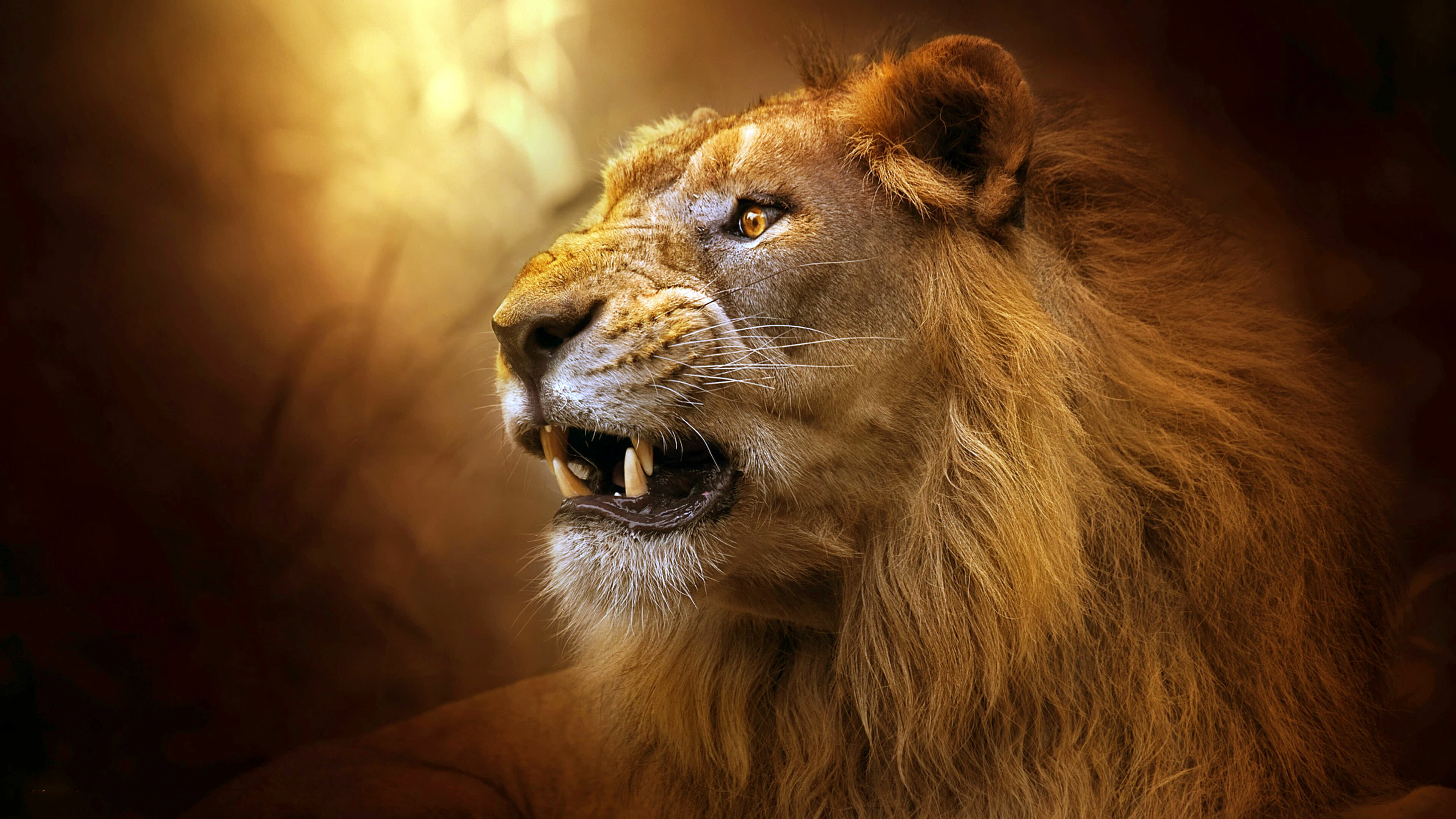 Lion: It has a muscular, broad-chested body, a short, rounded head, round ears, and a hairy tuft at the end of its tail. 3840x2160 4K Background.