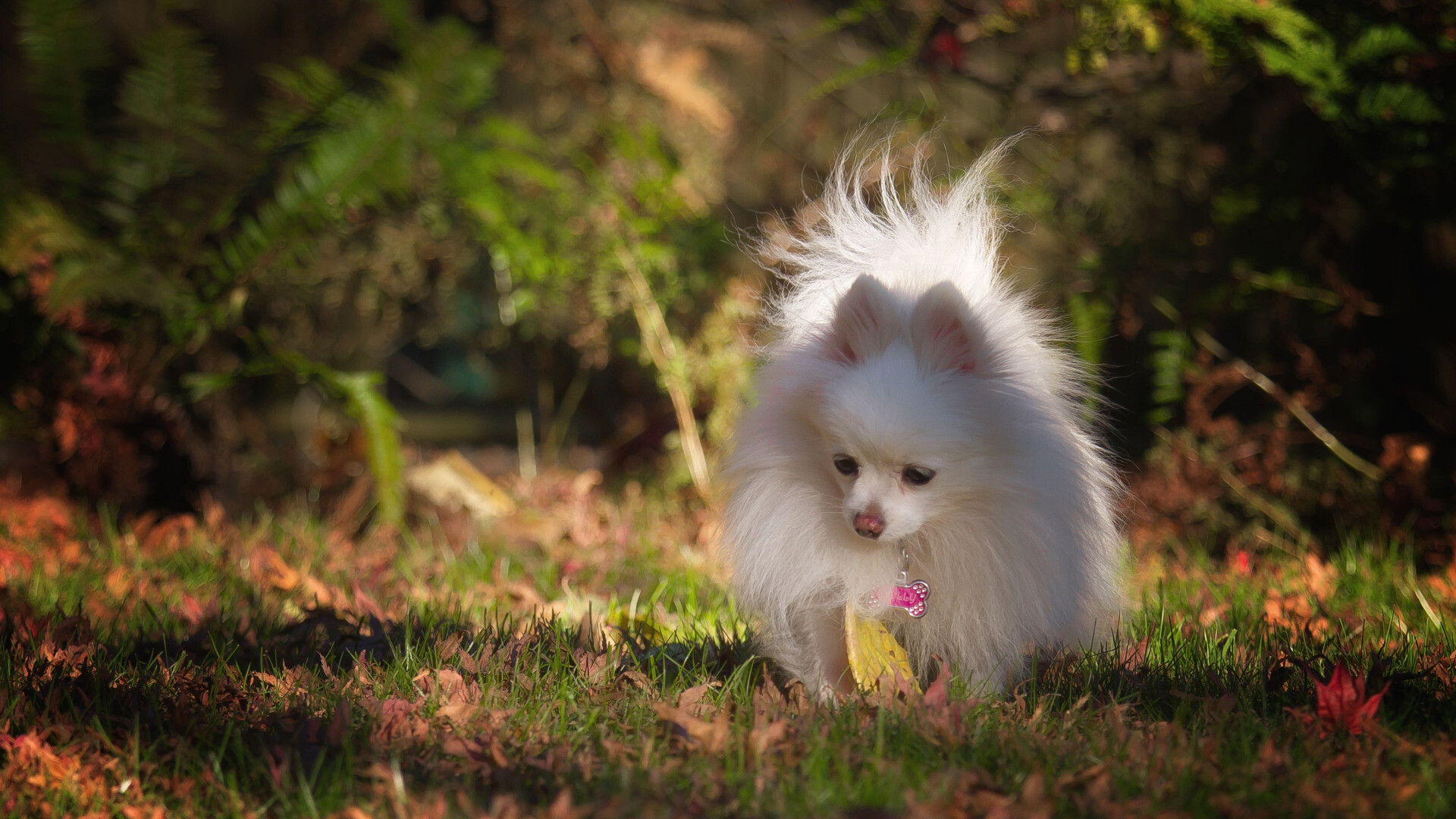 Pomeranian: Dog, The breed is known for its ever-cheerful personality. 1920x1080 Full HD Background.