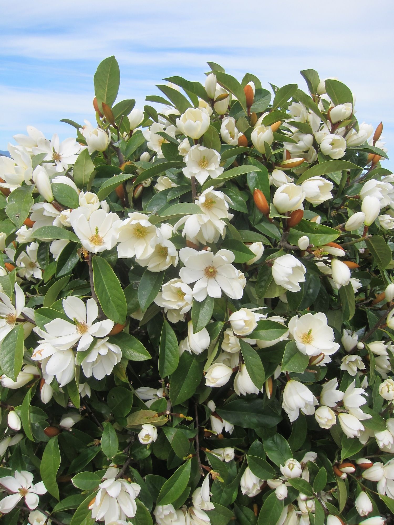 Fairy magnolia, Fragrant delight, Flowering shrub, Landscaping inspiration, 1500x2000 HD Phone