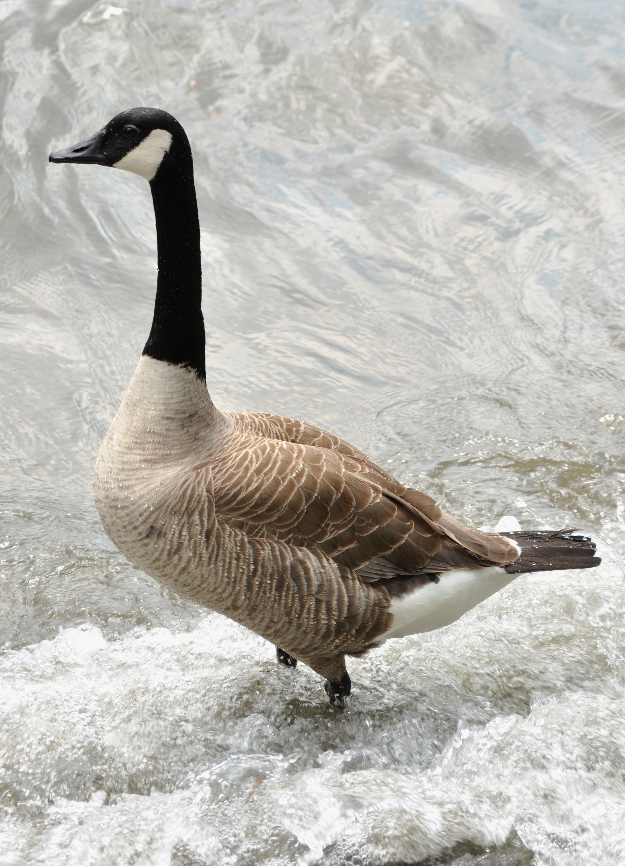 Geese wallpapers, Nature's beauty, Feathered marvels, Desktop background, 2140x2960 HD Handy