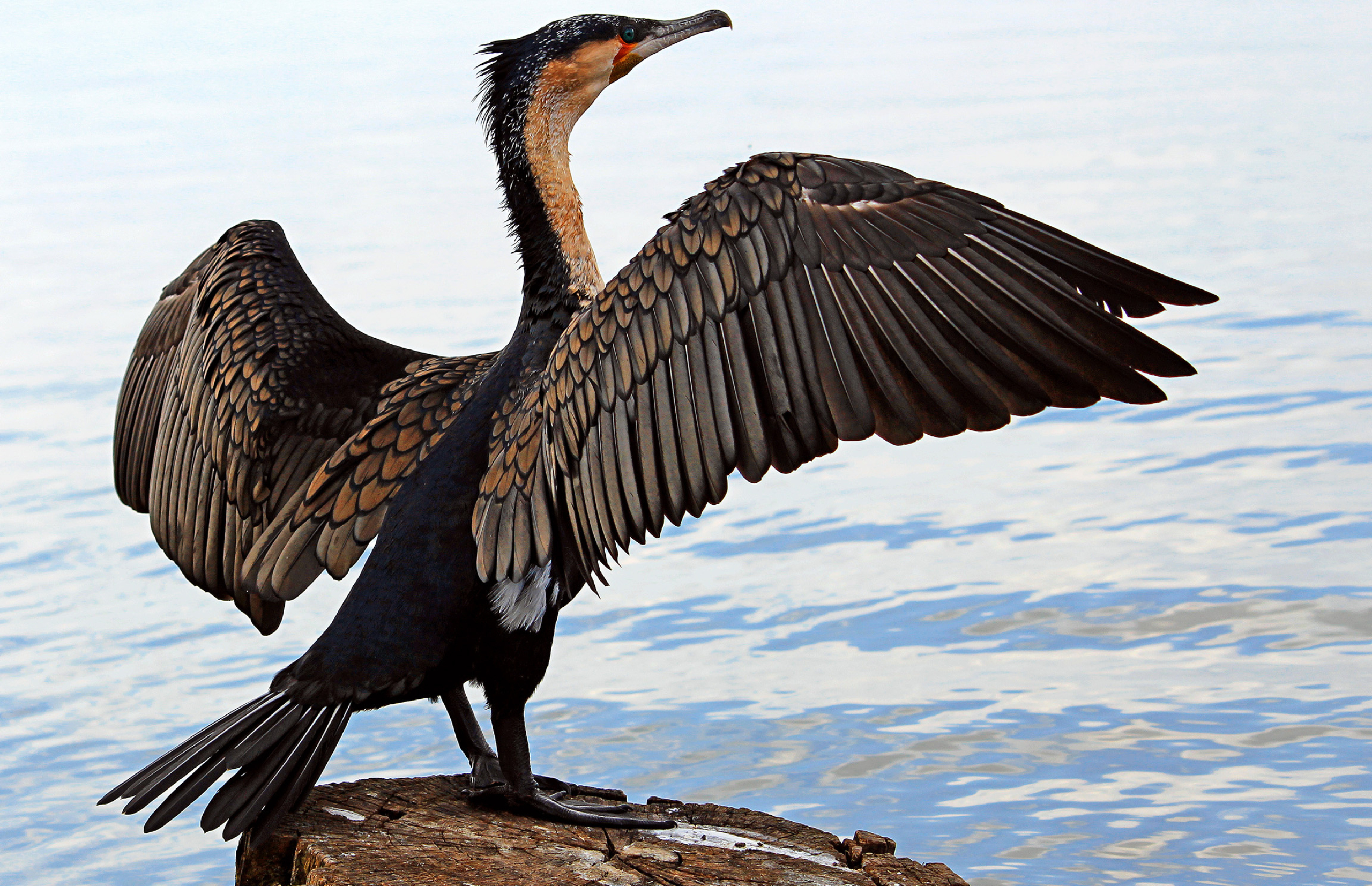 Great cormorant drying off, Majestic bird behavior, Wildlife photography, Natural history spectacle, 2560x1660 HD Desktop