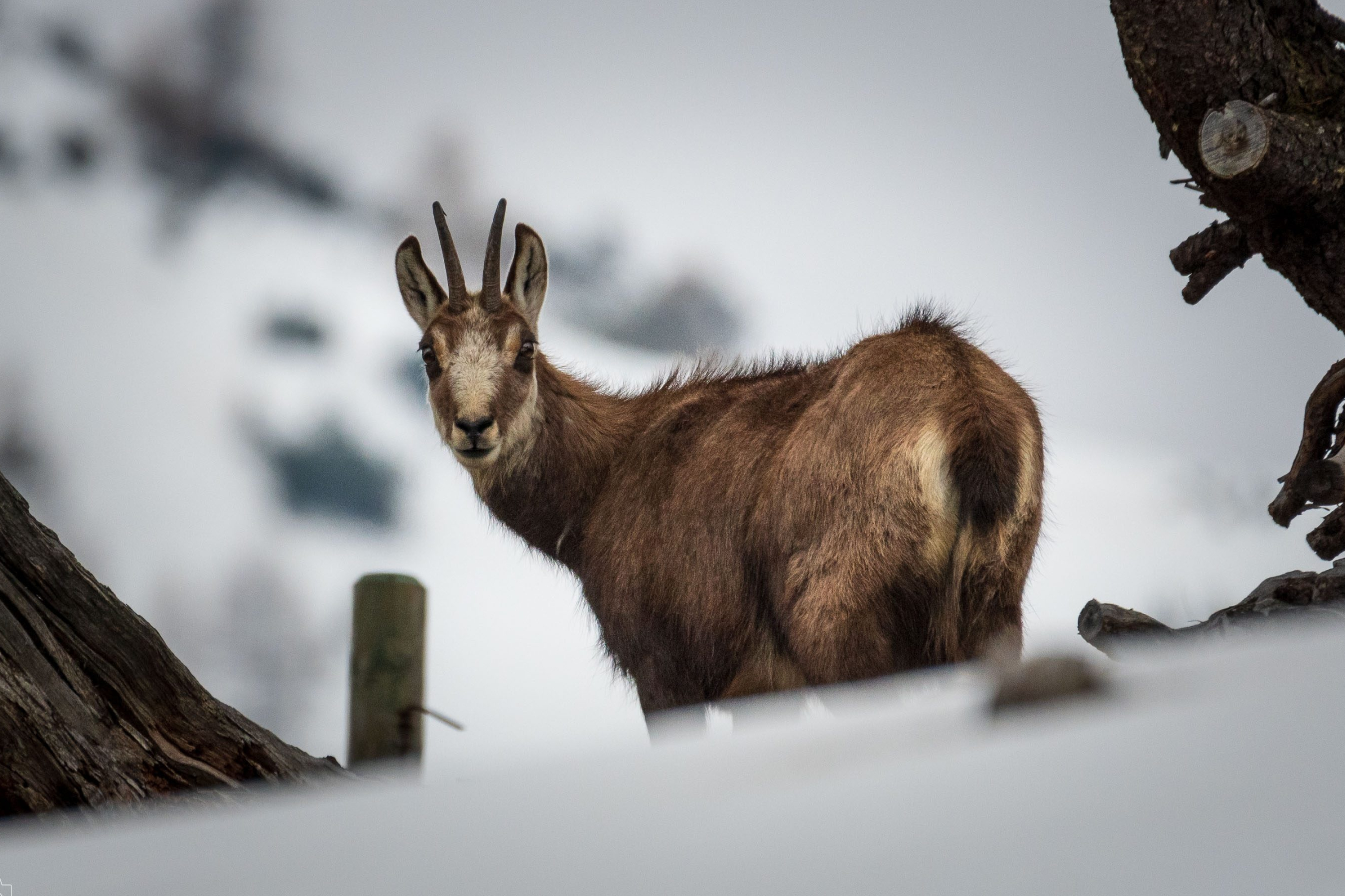 Ibex & chamois, Mountain dwellers, Alpine harmony, Majestic creatures, 3000x2000 HD Desktop