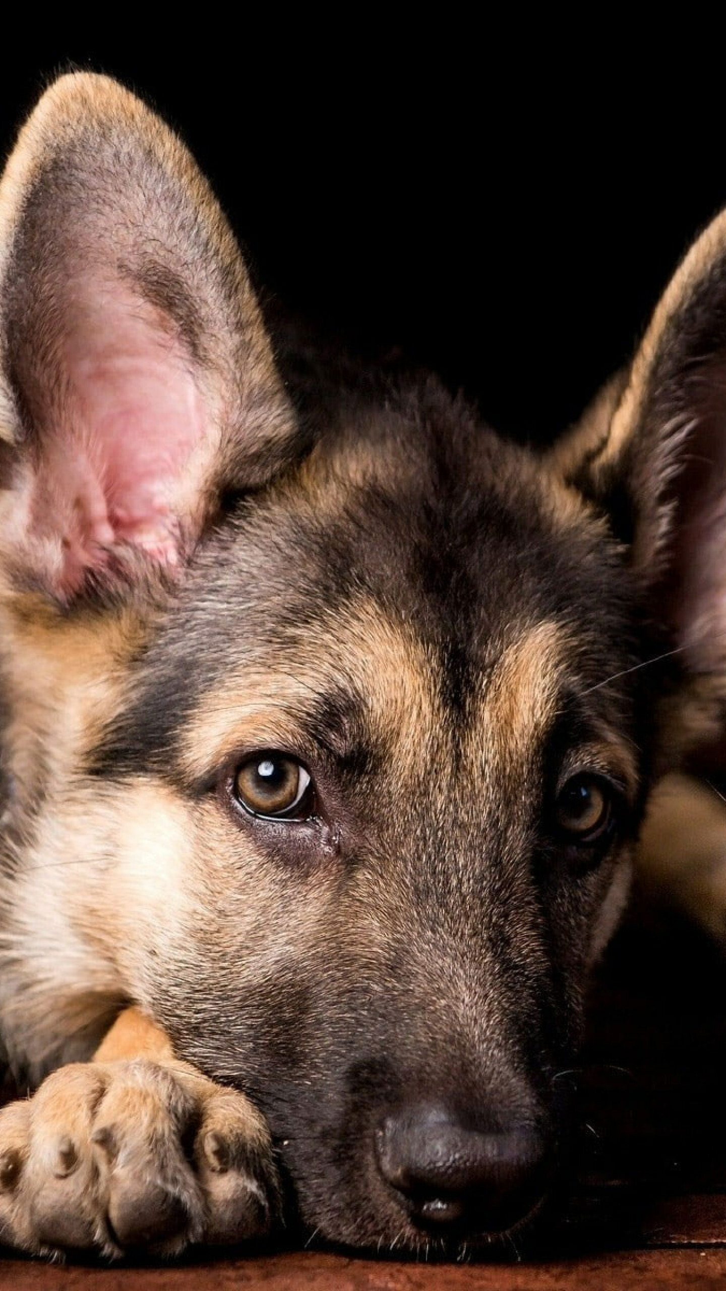 German Shepherd: Moderately active dogs and are described in breed standards as self-assured, Animals. 1440x2560 HD Wallpaper.