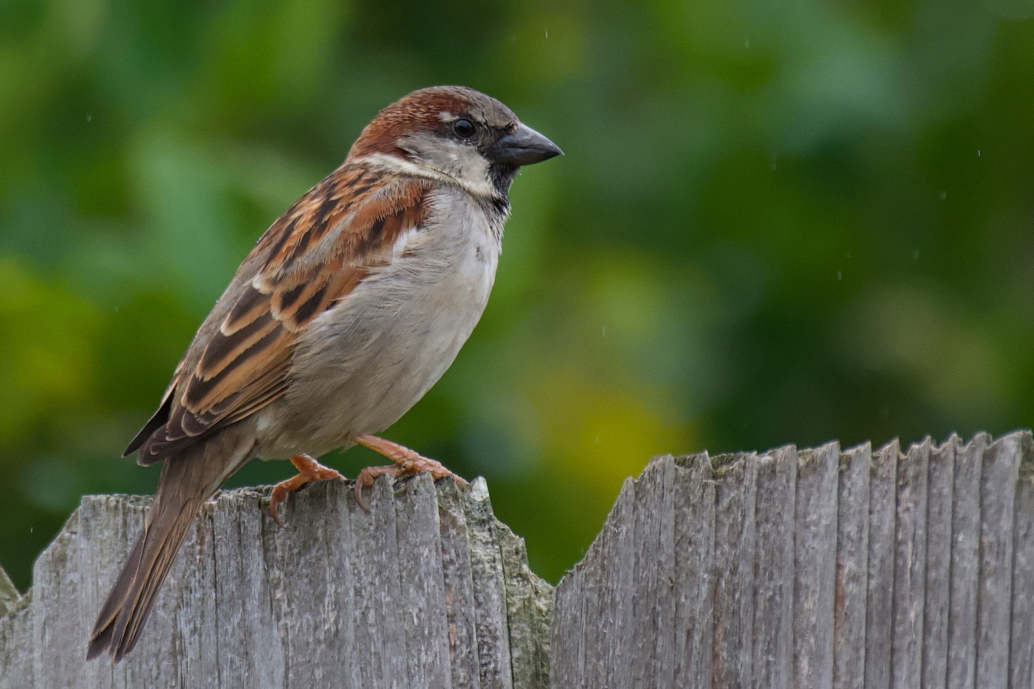 Common backyard bird, Sparrow species, Detailed observation, Nature observation, 2050x1370 HD Desktop