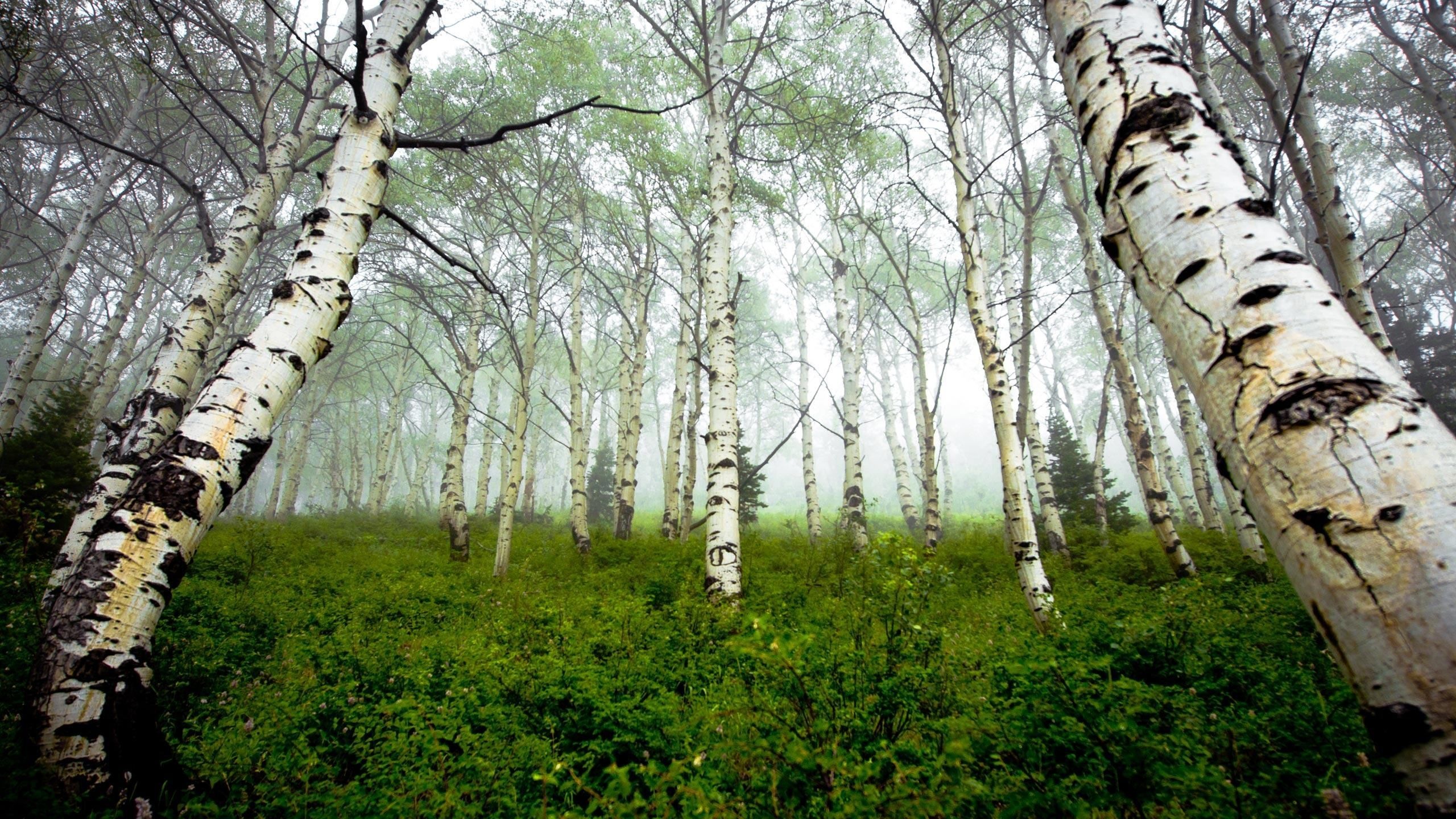 Birch forest wallpapers, Nature's serenity, Artistic beauty, Tranquil backdrop, 2560x1440 HD Desktop