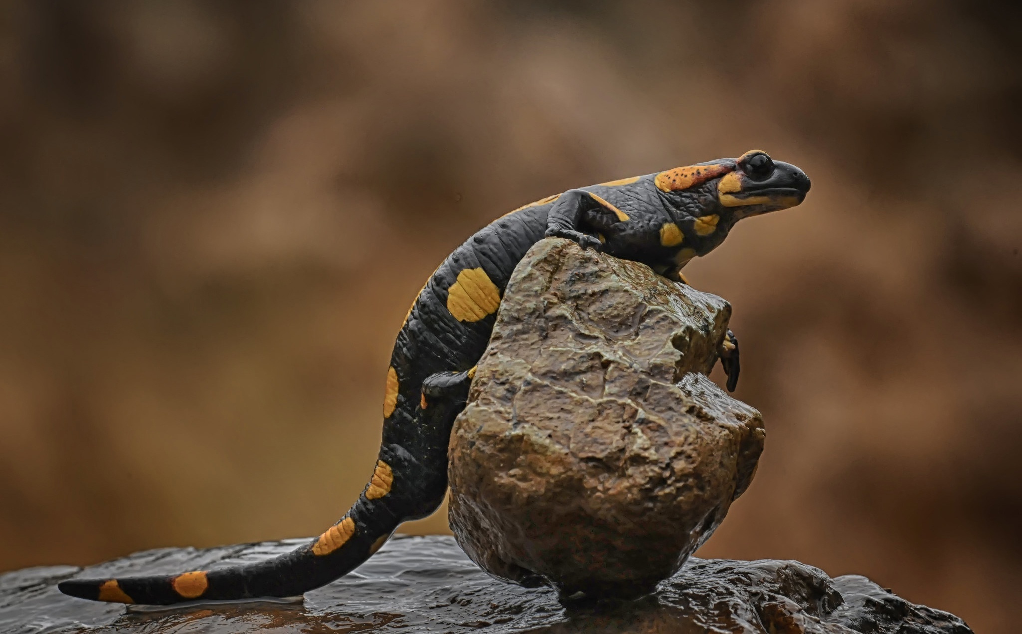 Variety of salamander wallpapers, Nature's unique animals, Wallpaper collection for animal enthusiasts, Reptile beauty, 2050x1280 HD Desktop