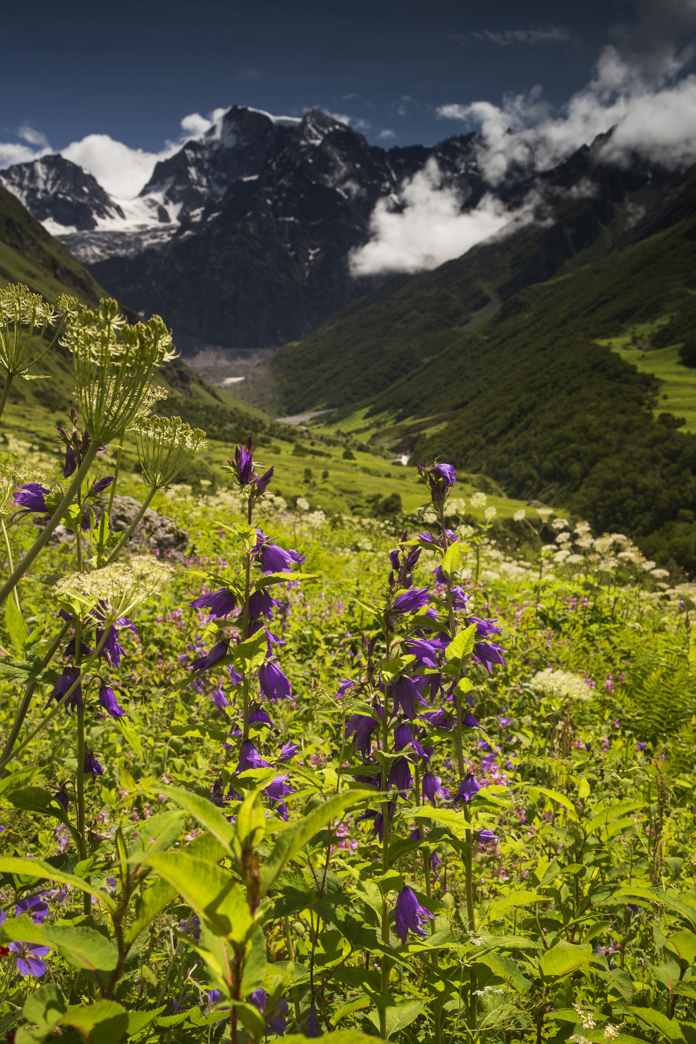 Valley of Flowers, India, Open now, 1420x2130 HD Phone