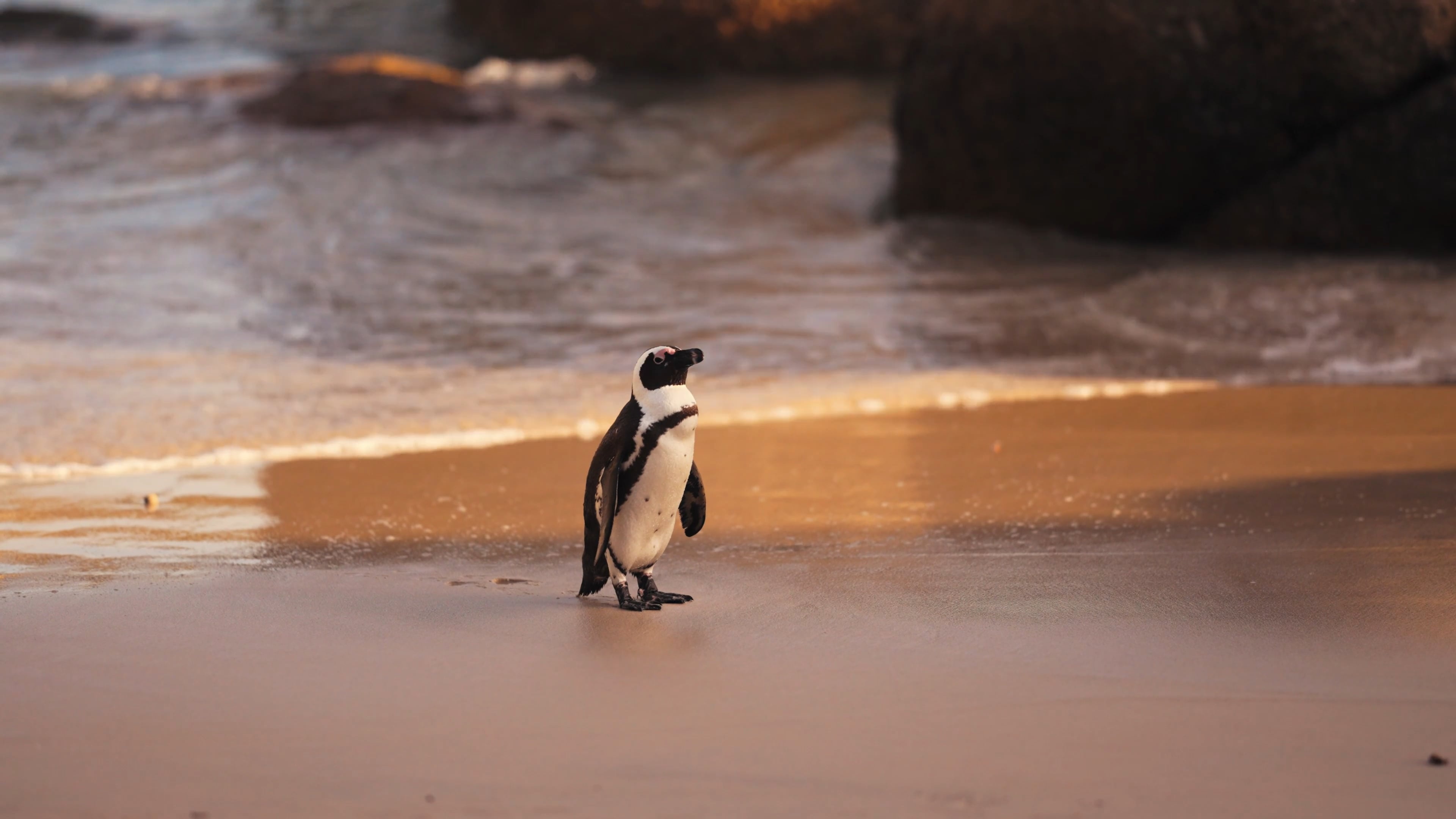 Penguin exploration, Beach walk, Ocean vistas, Sandy adventures, 3840x2160 4K Desktop