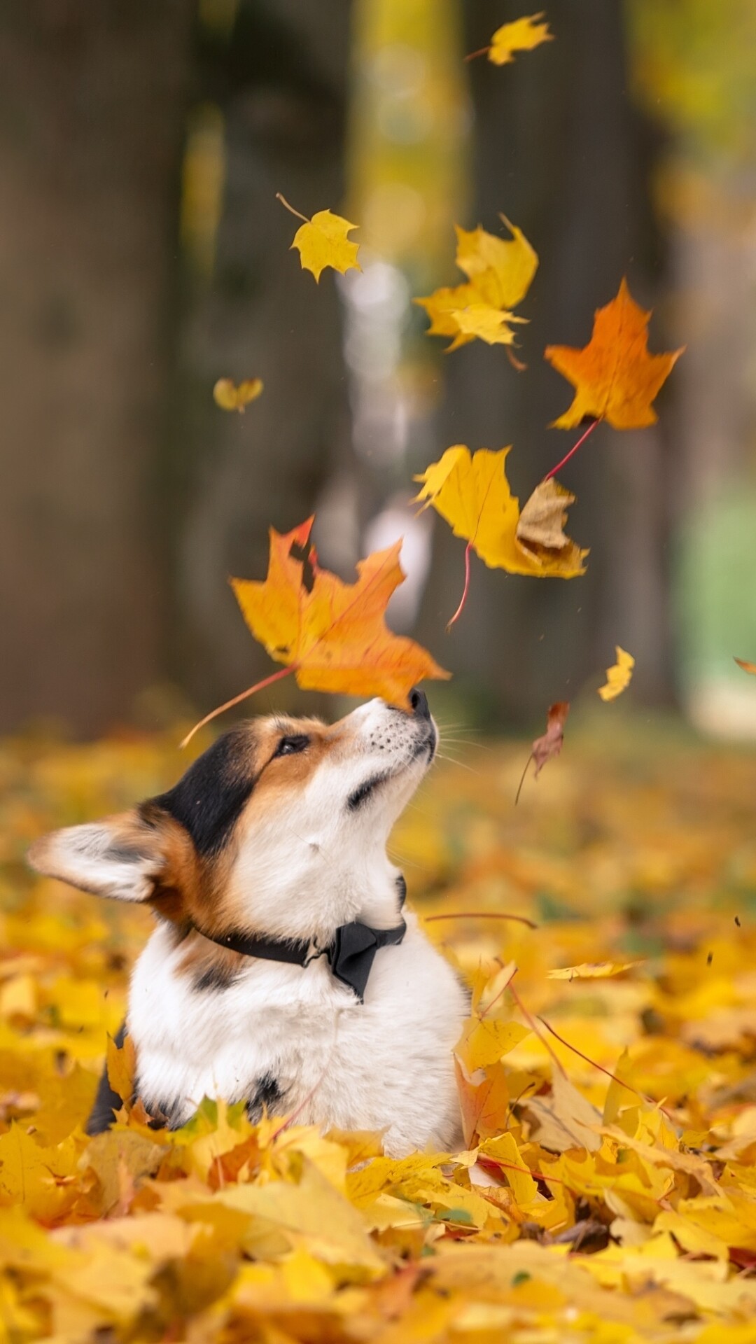 Corgi: Animal, The Pembroke lineage has been traced back as far as 1107 AD. 1080x1920 Full HD Wallpaper.