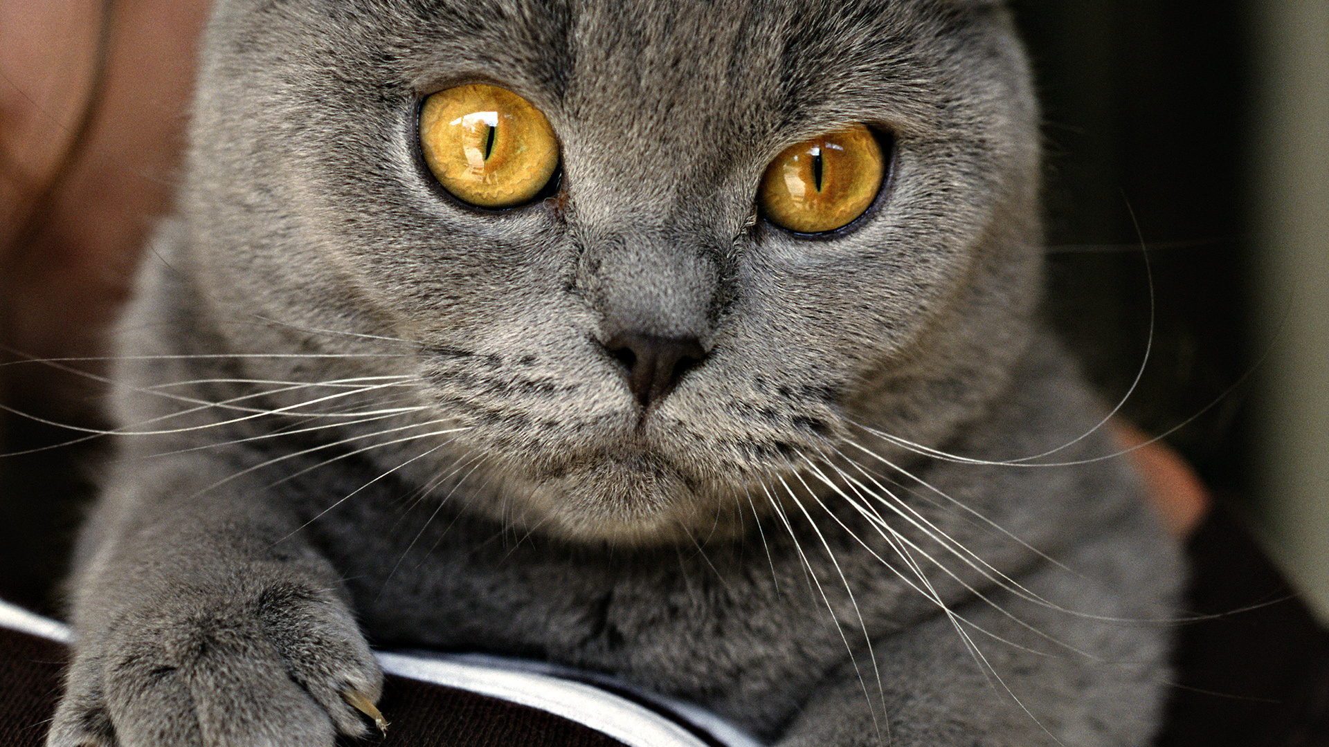 Chartreux Cat, Beautiful cat, Feline elegance, Cat lover's delight, 1920x1080 Full HD Desktop