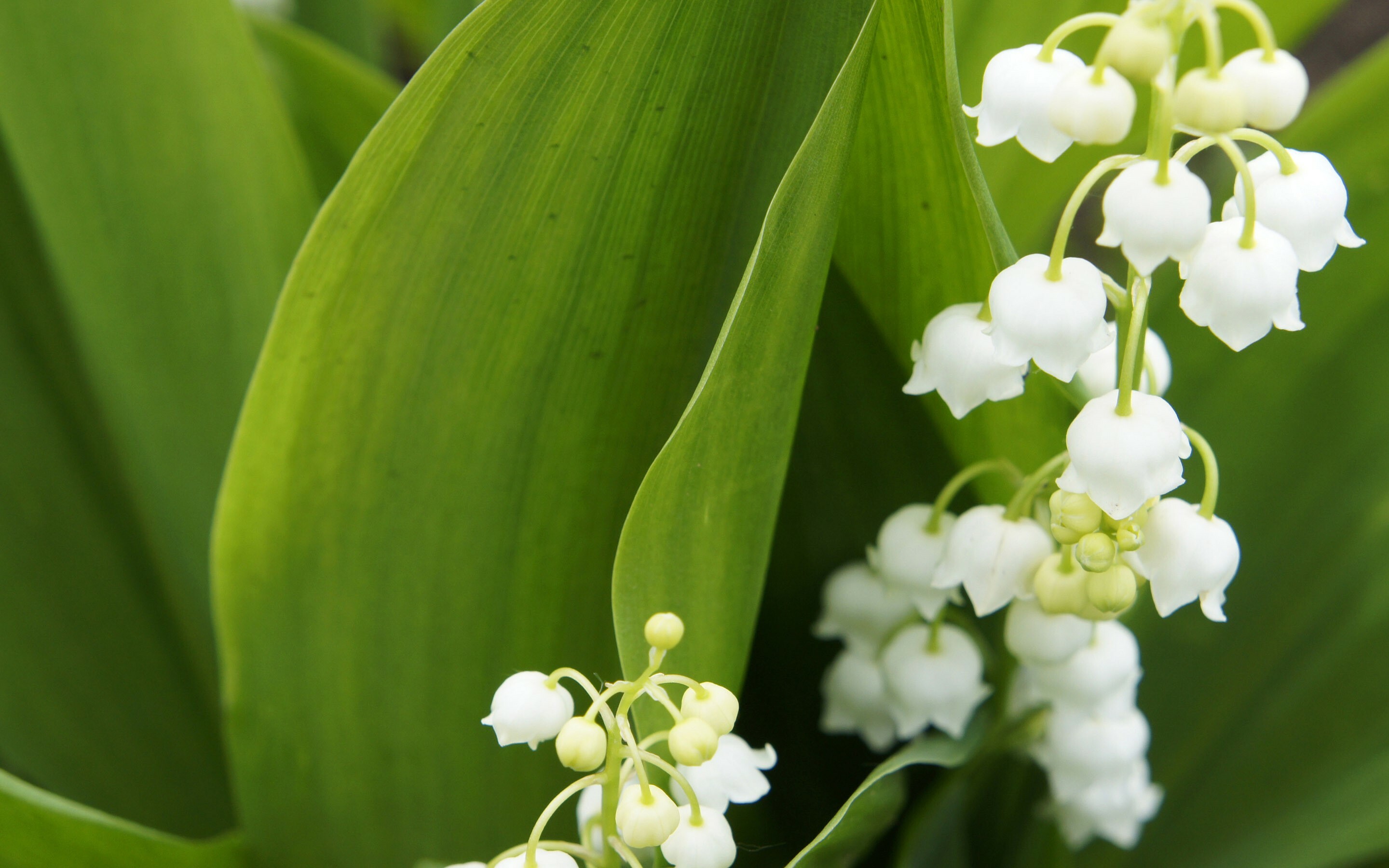Lily of the Valley: A herbaceous perennial plant that often forms extensive colonies by spreading underground stems called rhizomes. 2880x1800 HD Wallpaper.