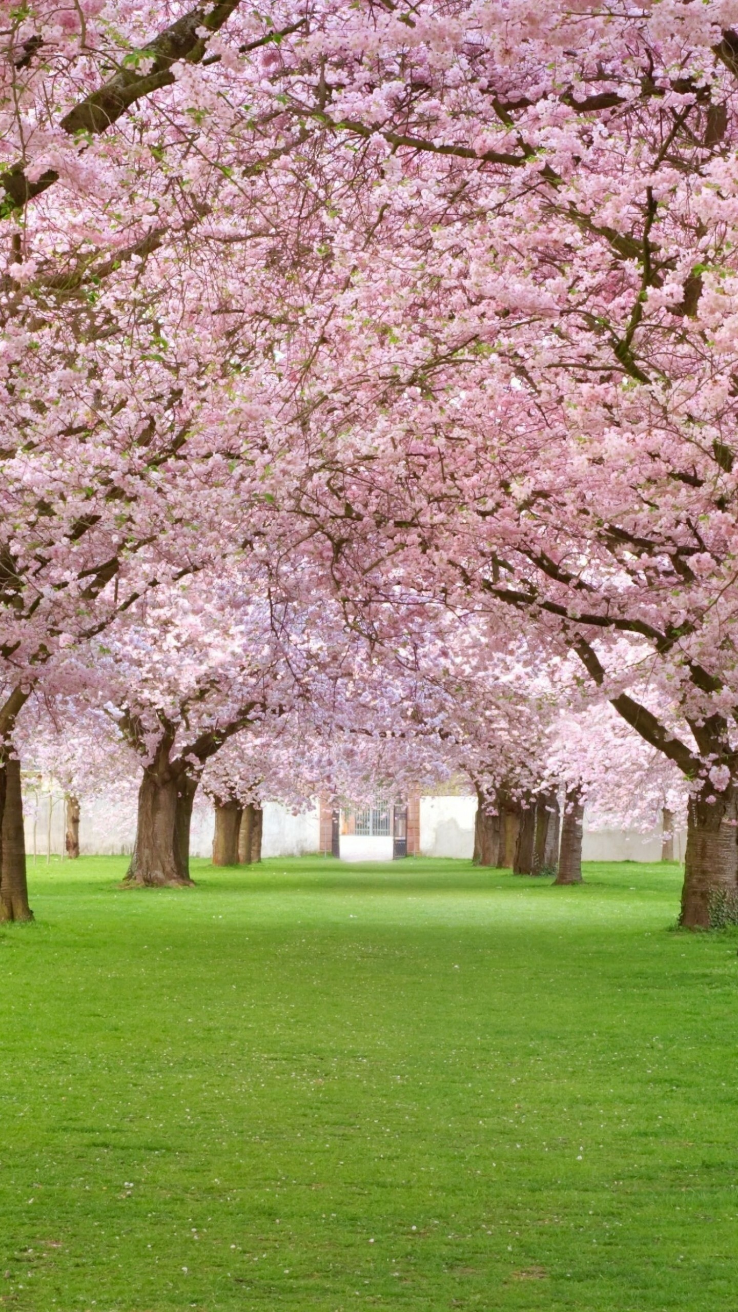 Blossoming trees, Pink paradise, Park beauty, Nature's wonder, 1440x2560 HD Phone