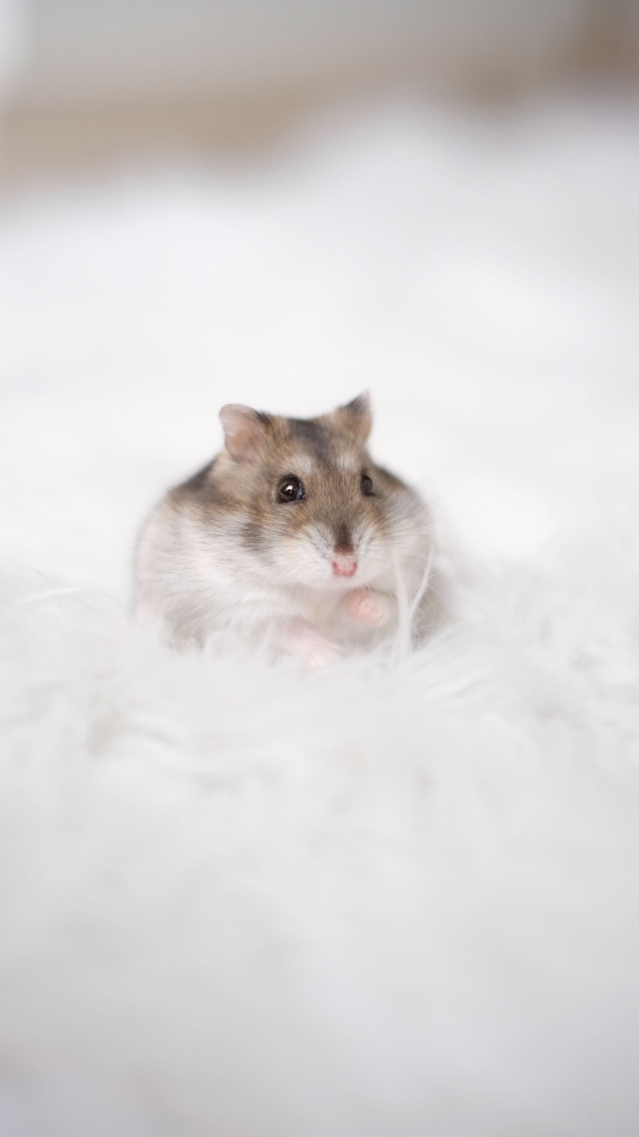 Cute hamster wallpapers, Hamster cuteness overload, Adorable and fluffy, Pet hamster, 2160x3840 4K Phone