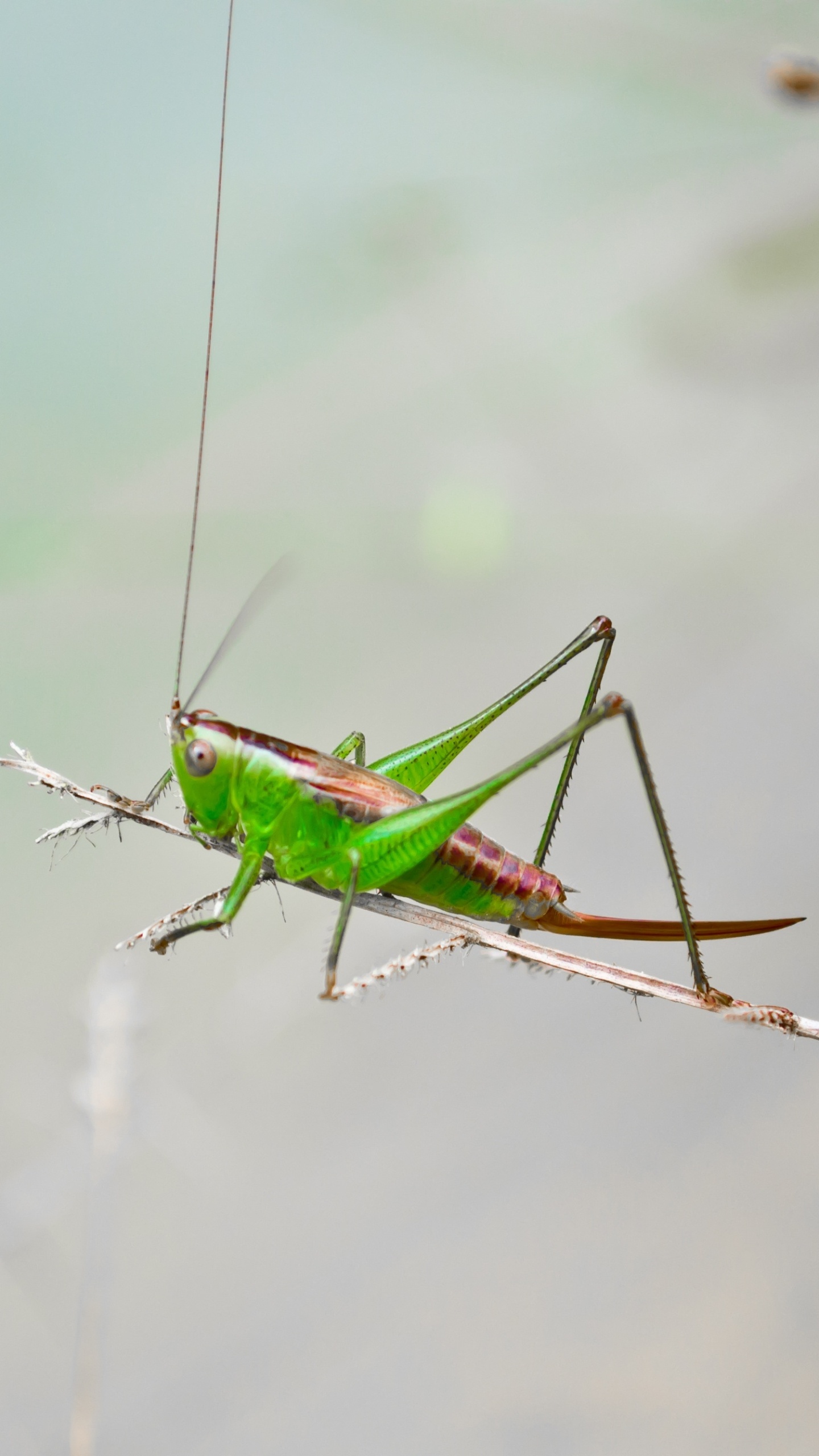Animal, Grasshopper, 1440x2560 HD Phone
