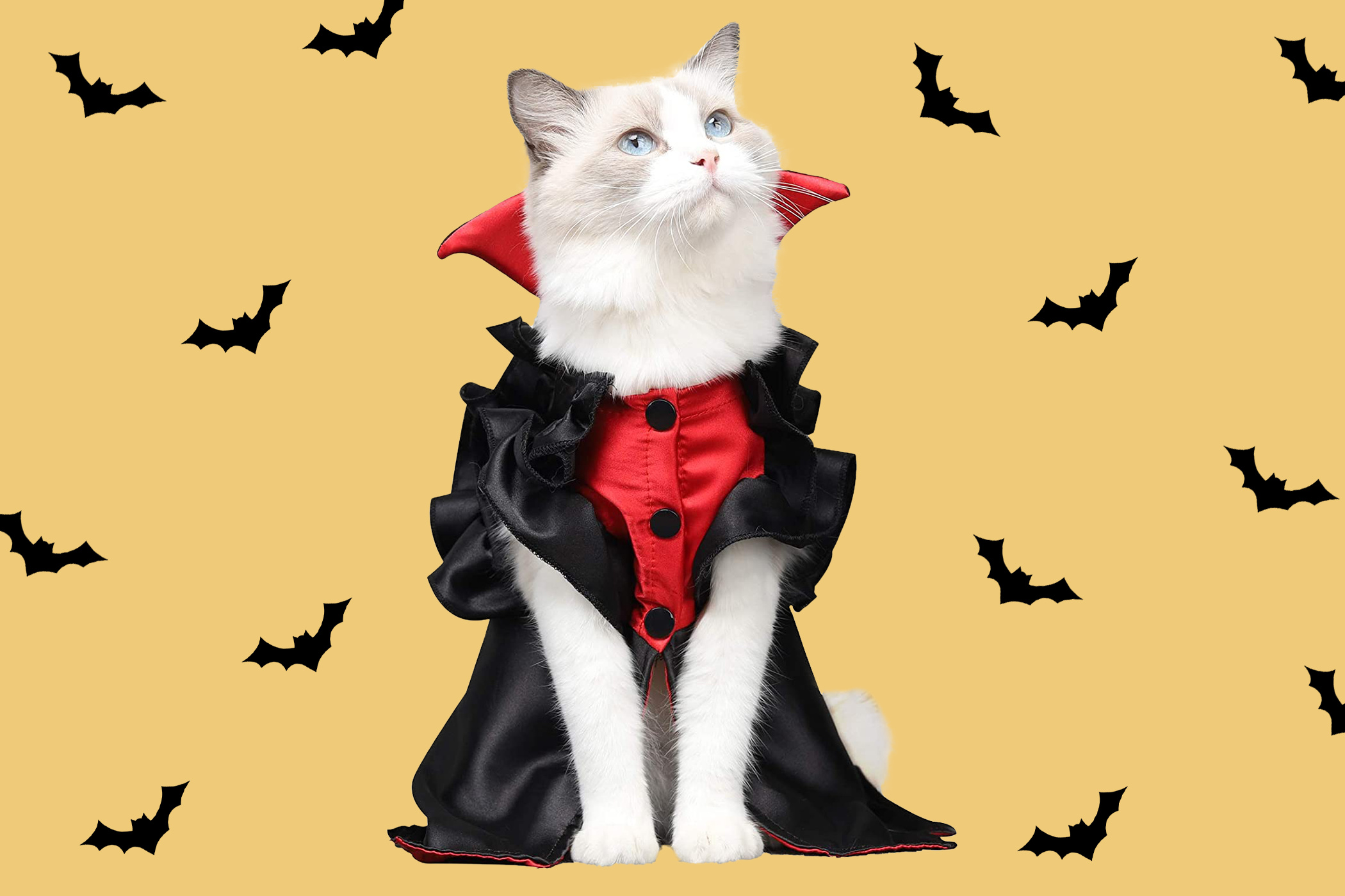 Halloween Cat, Best cat Halloween costumes, Adorable feline outfits, Daily Paws, 2100x1400 HD Desktop