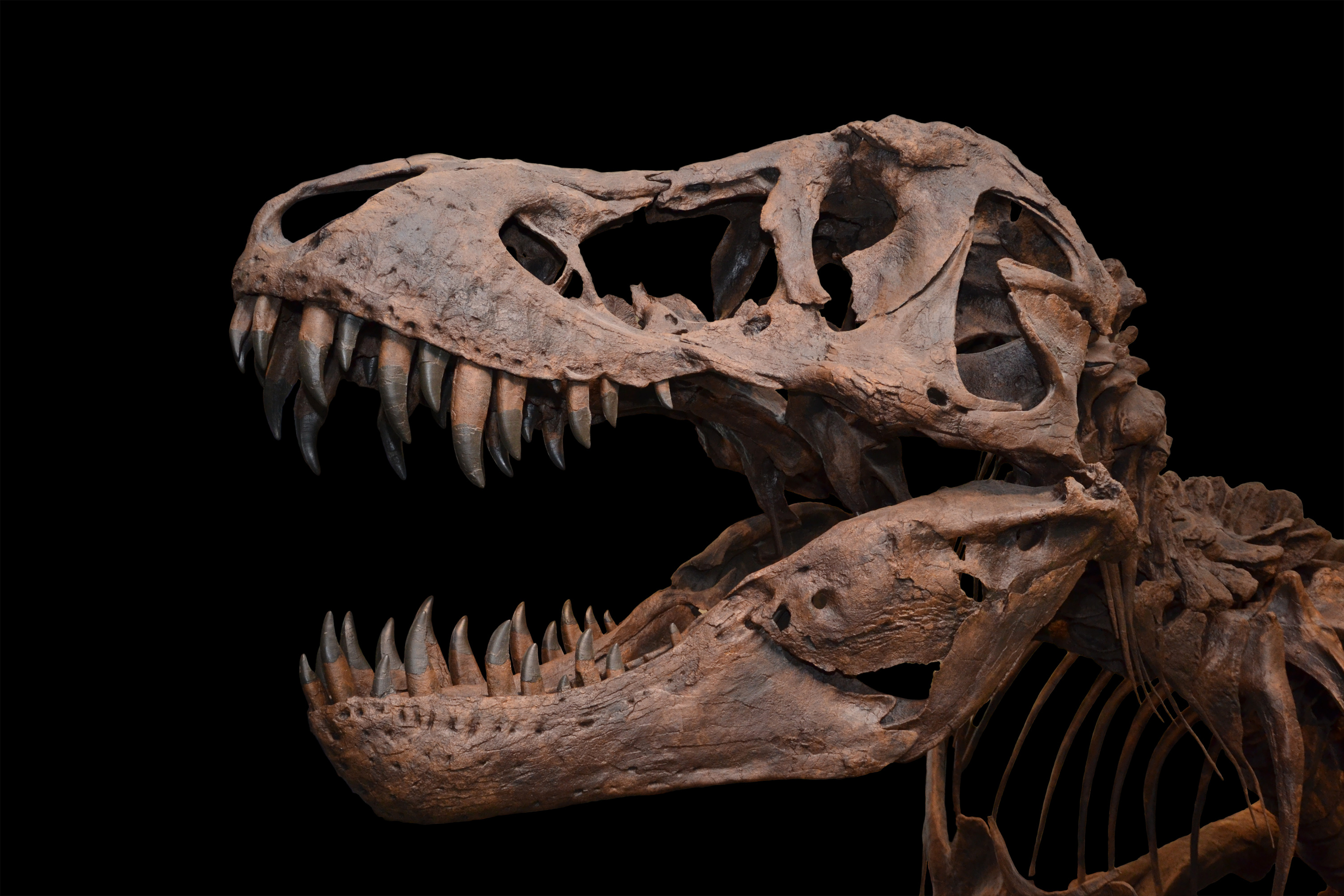 Tyrannosaurus on black background, Fossilized bones, Ancient creature, Eerie atmosphere, 3000x2000 HD Desktop