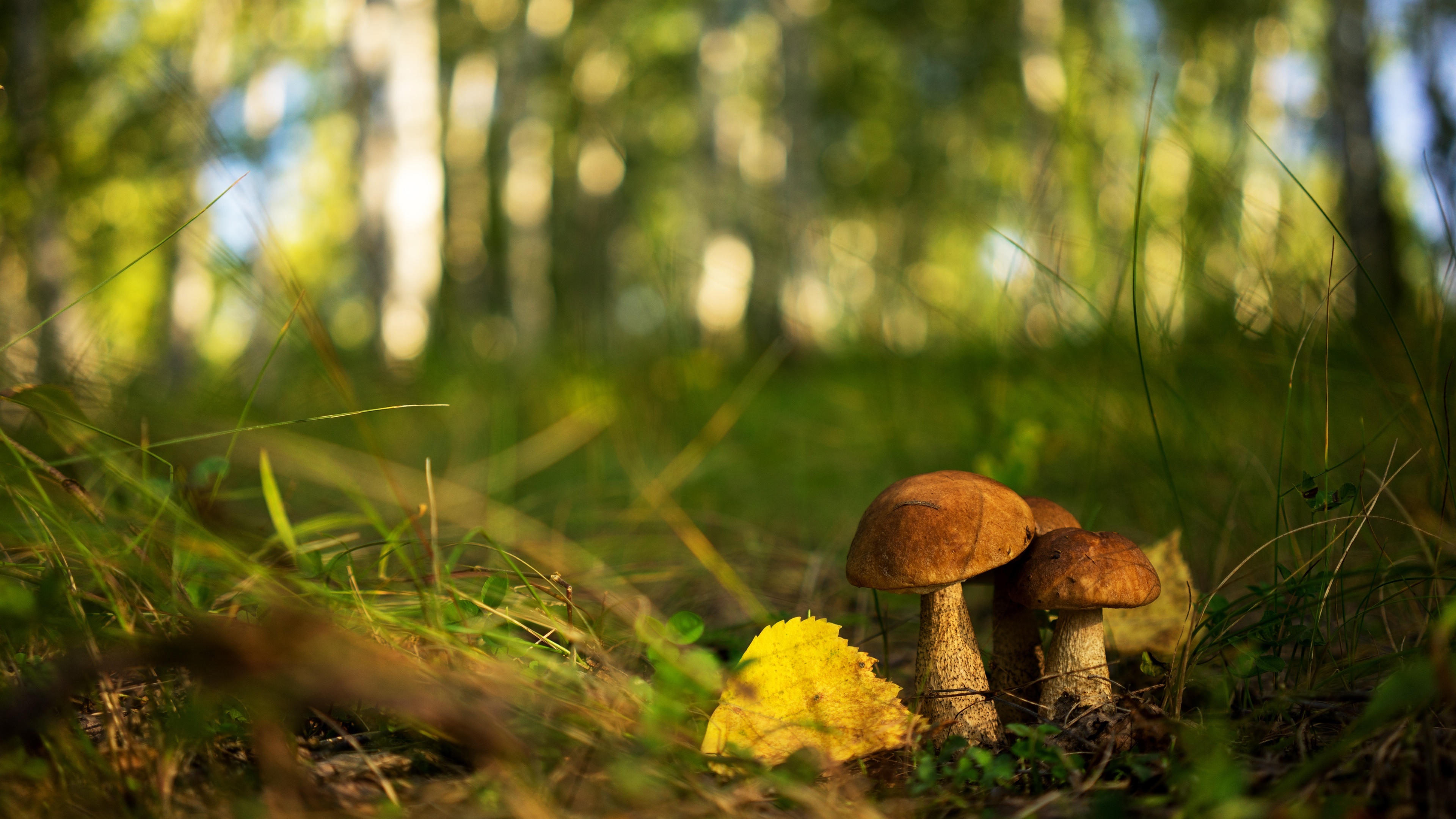 Macro photography, Mushroom close-ups, Nature's beauty, Intricate details, 3840x2160 4K Desktop