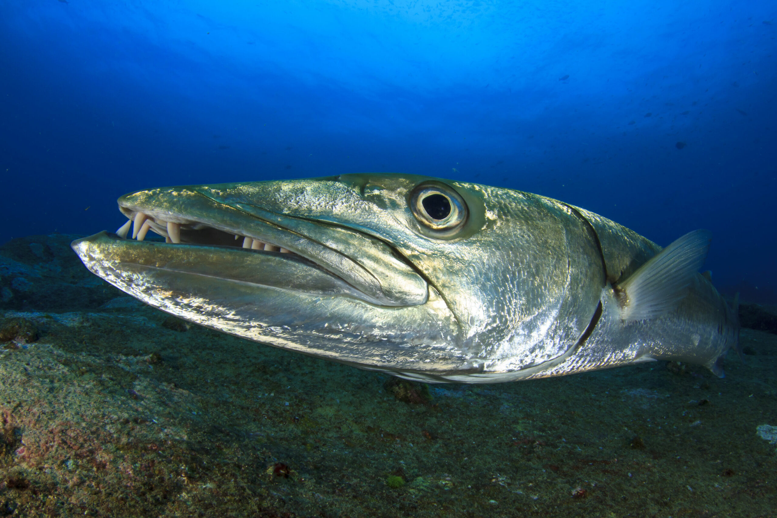 Great barracuda, Shiny and scary, Surprisingly shy, Roundglass sustain, 2560x1710 HD Desktop