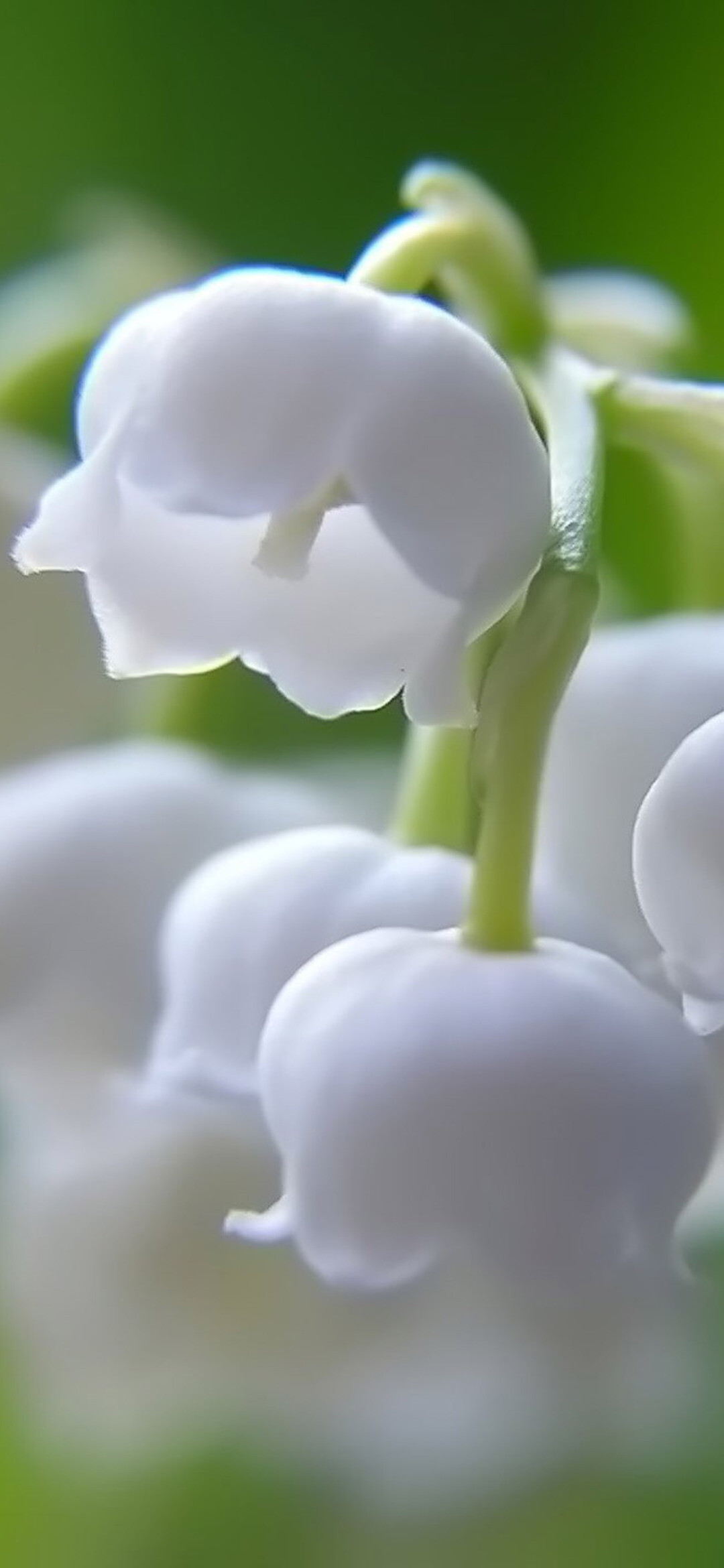 Lily of the Valley: The national flower of Finland, Herbaceous plant. 1080x2340 HD Wallpaper.