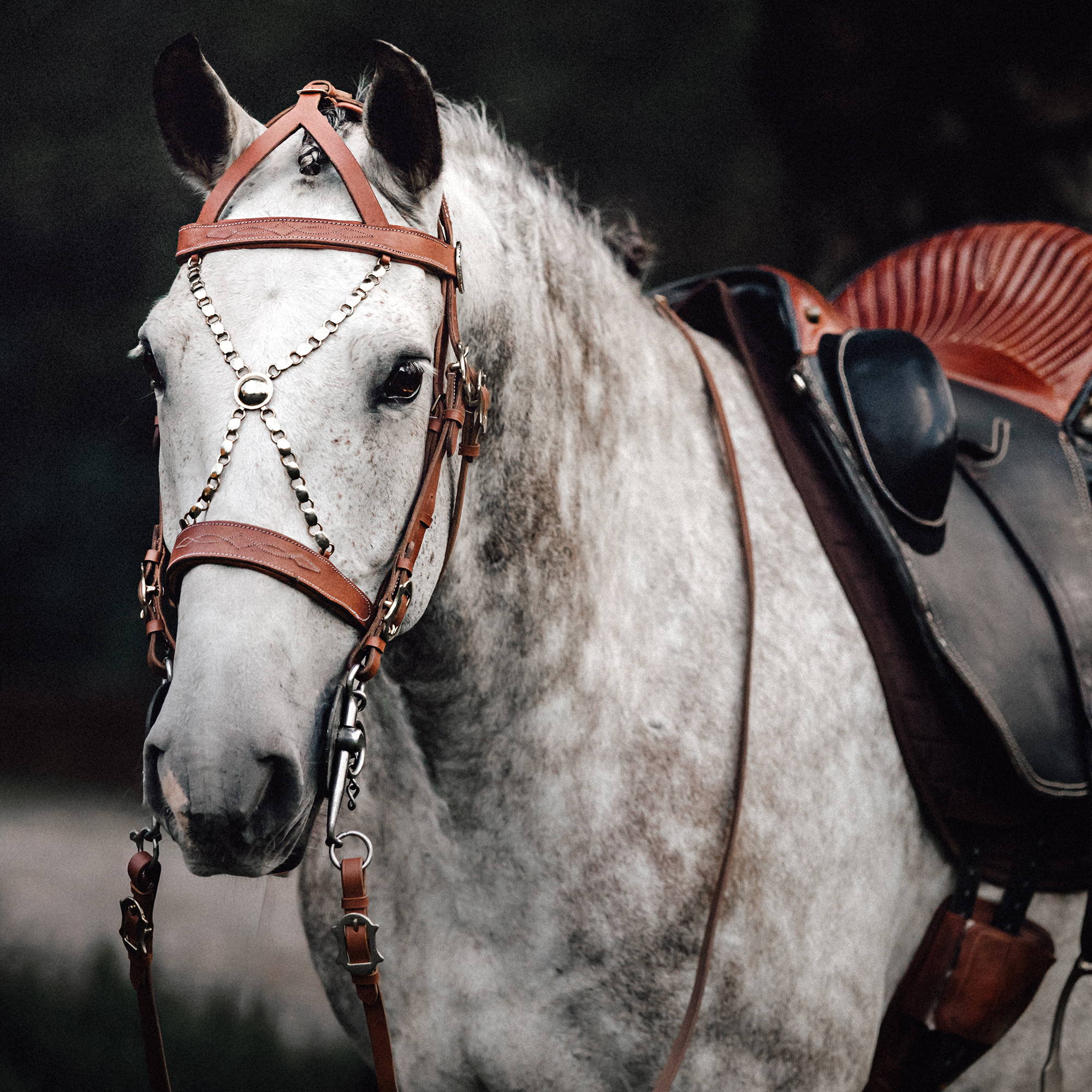 Equitation: A white horse equipped with a saddle, A mount animal. 2000x2000 HD Wallpaper.