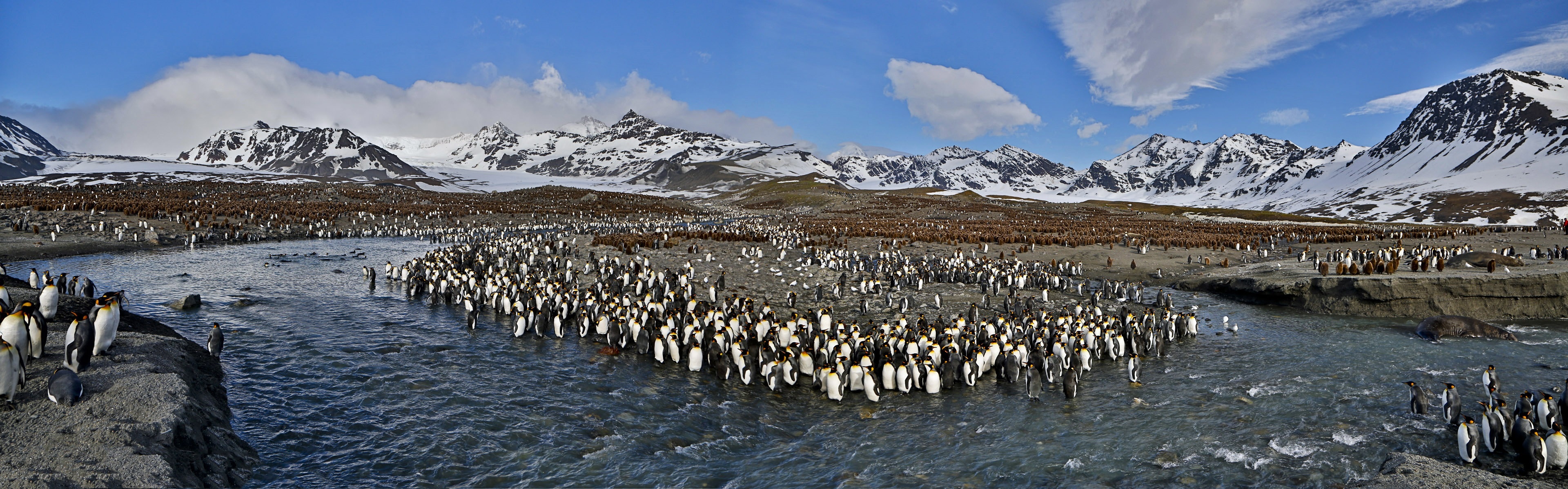 South Sandwich Islands, Pristine wilderness, Penguin colony, Remote beauty, 3840x1200 Dual Screen Desktop