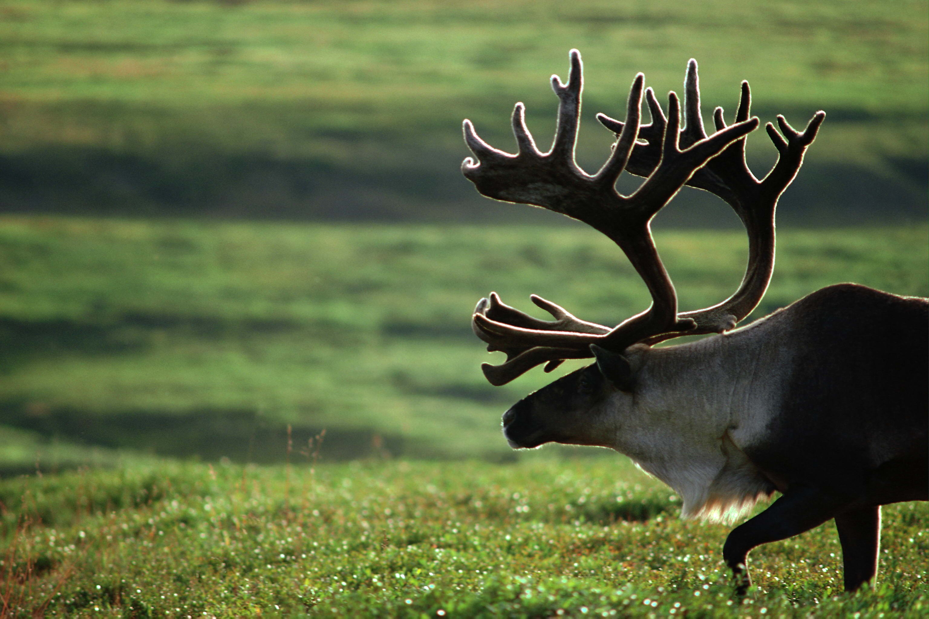 Elk, Majestic creature, Forest elegance, Nature's beauty, 3080x2050 HD Desktop