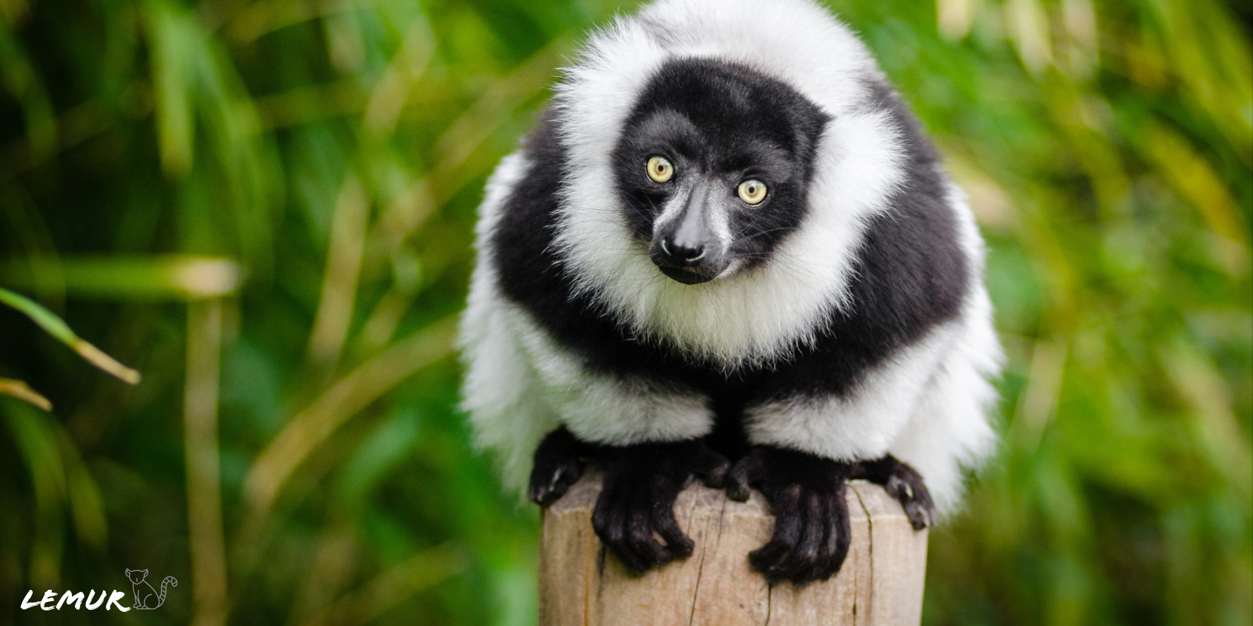 Lemur Madagascar, Vibrant colors, Exotic habitat, Majestic scenery, 2560x1280 Dual Screen Desktop