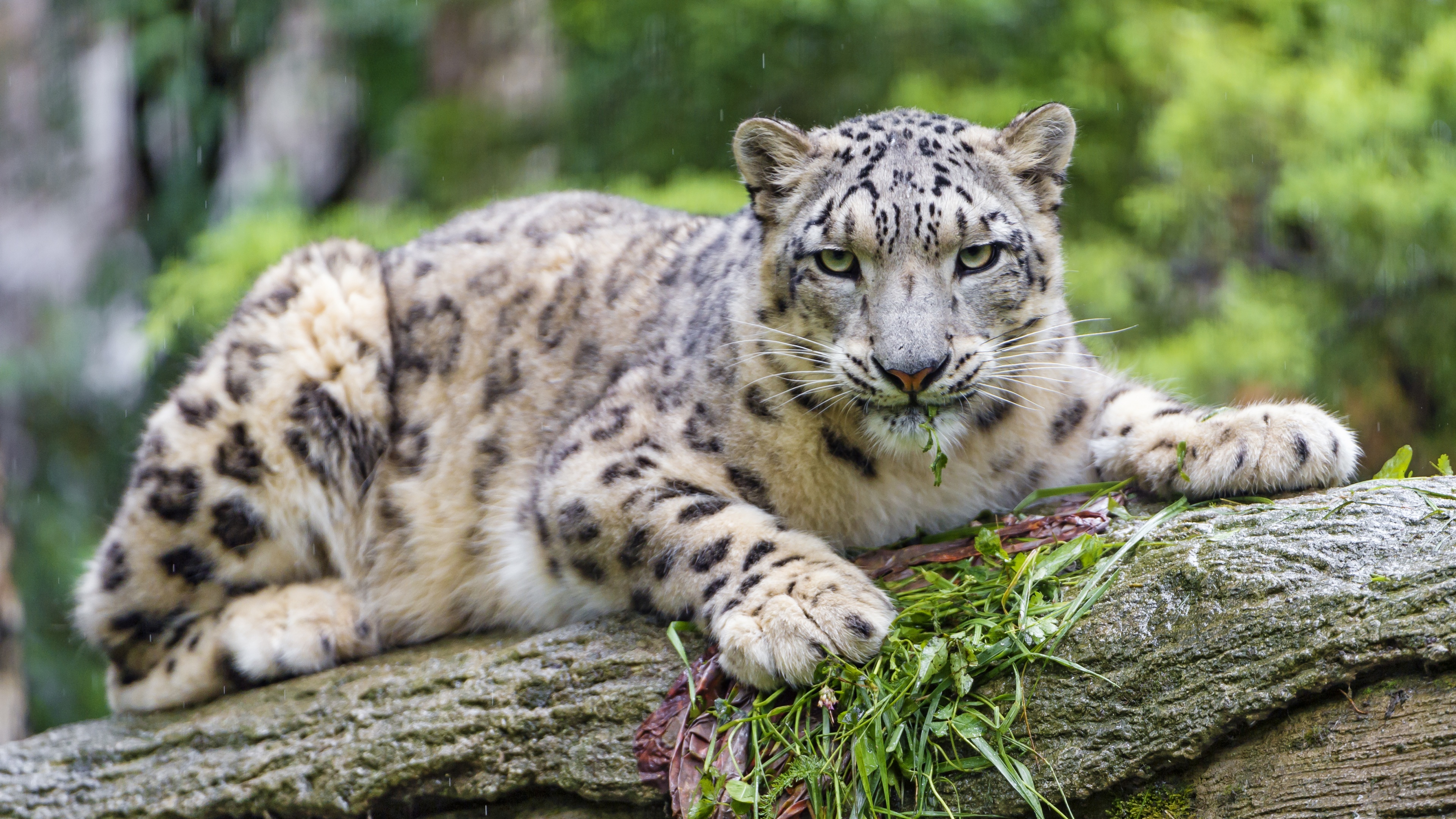Snow leopard wallpaper 4k, Wild cat predator, Stare 5k animals, 3840x2160 4K Desktop