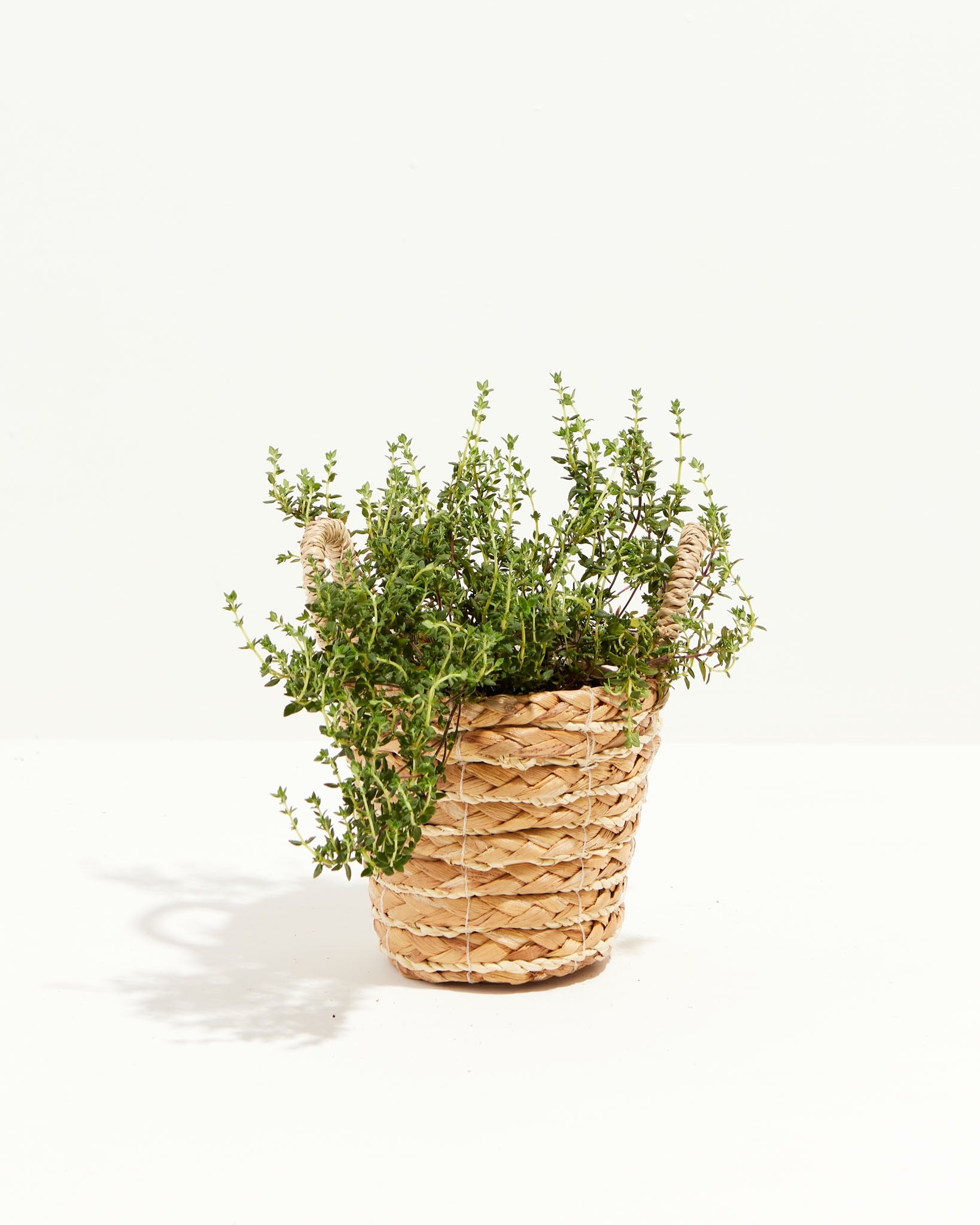French thyme spreader, Gray-green foliage, Lively ornamental plant, Greener home, 1640x2050 HD Phone