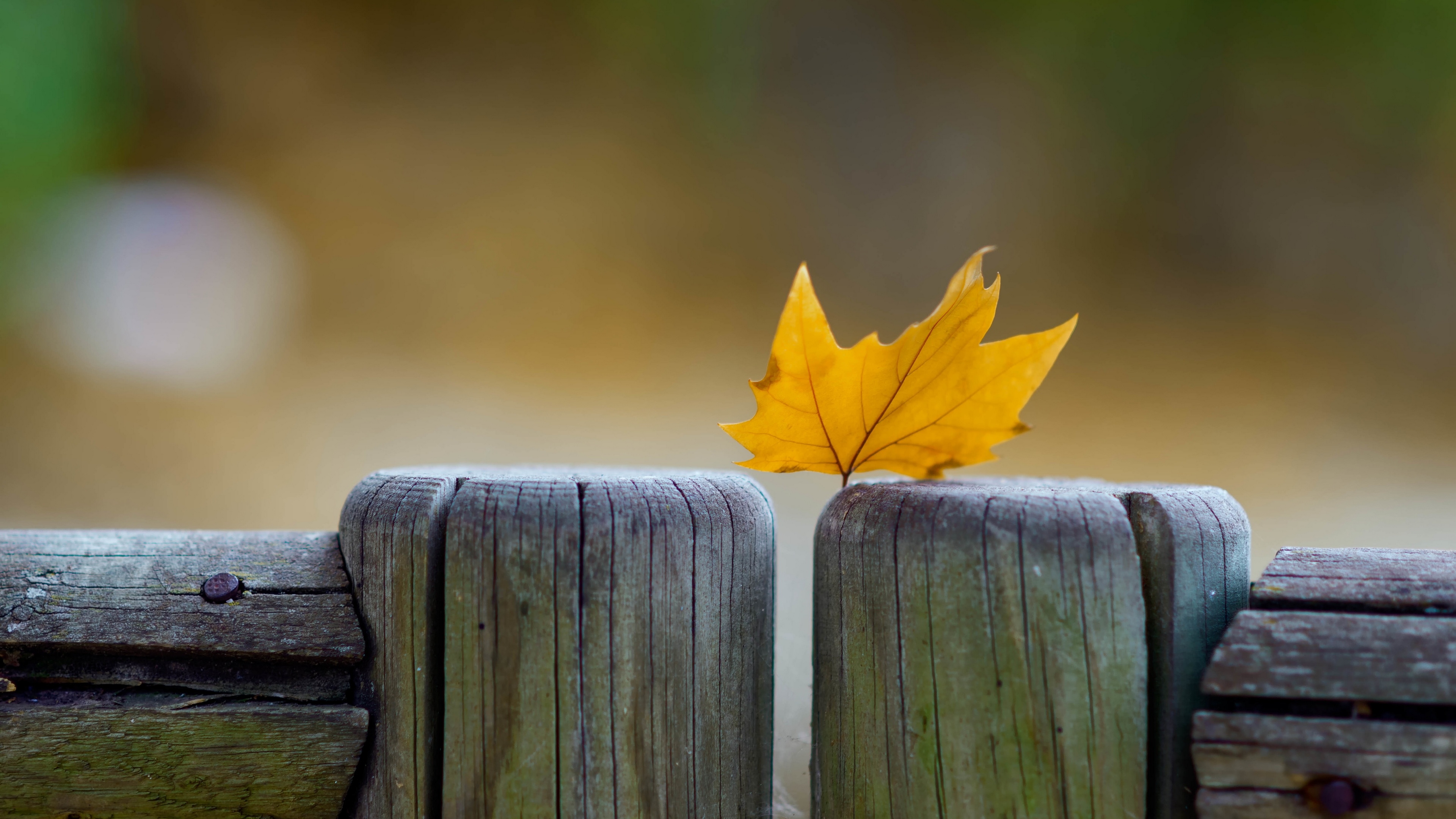 Autumn macro, Maple leaf, Natural details, Up-close beauty, 3840x2160 4K Desktop