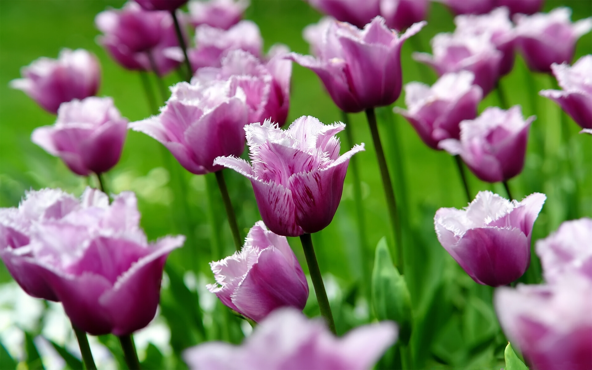 Tulip: The colour of a flower is formed from two pigments working in concert, a base colour that is always yellow or white, and a second laid-on anthocyanin colour, The mix of these two hues determines the visible unitary colour. 1920x1200 HD Wallpaper.
