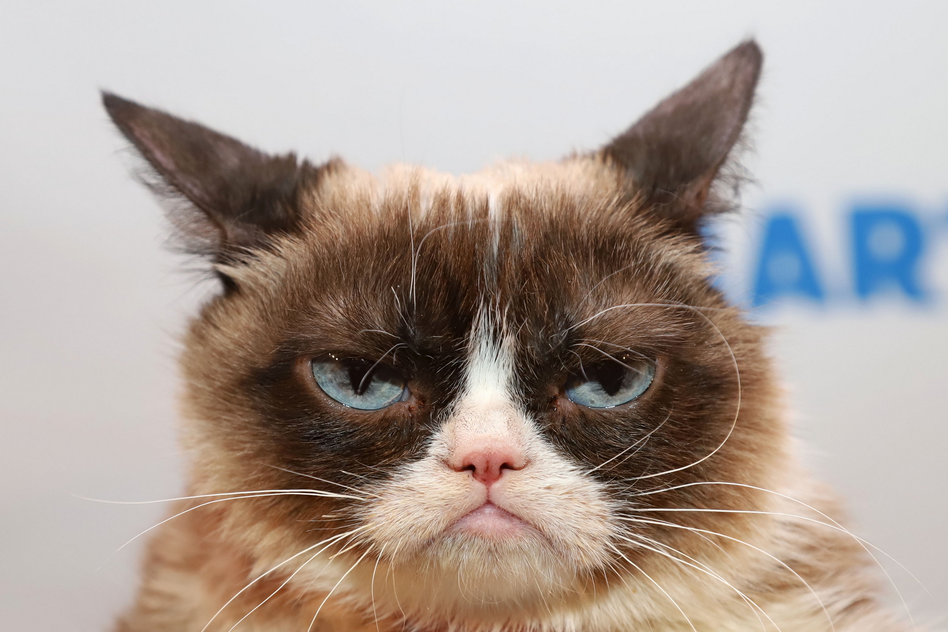 Grumpy Cat, HD wallpapers, 10 grumpy faces, Cats with attitude, 1920x1280 HD Desktop