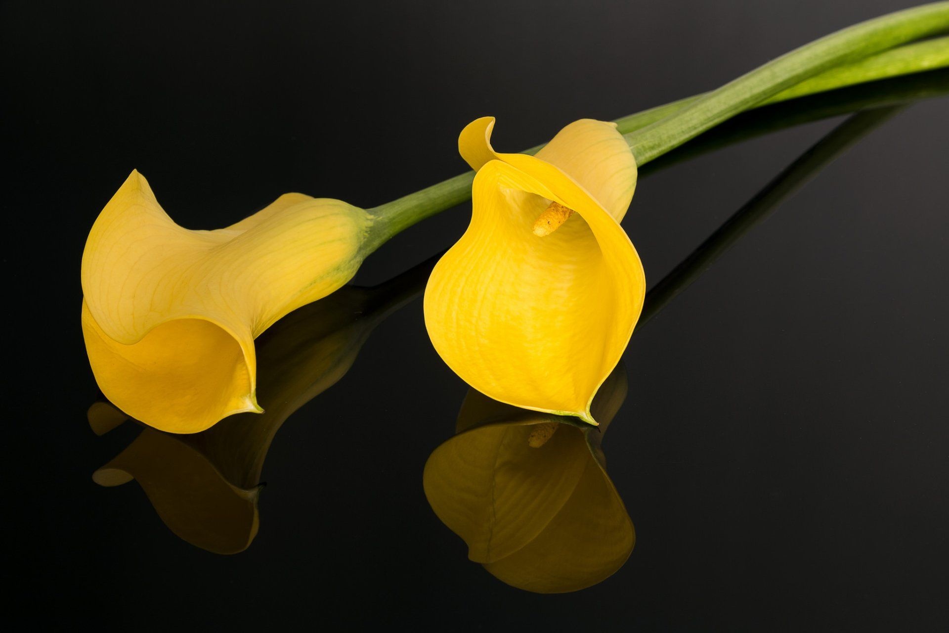 Calla Lily: A summer-flowering plant with a yellow spathe marked with purple at the base. 1920x1280 HD Background.