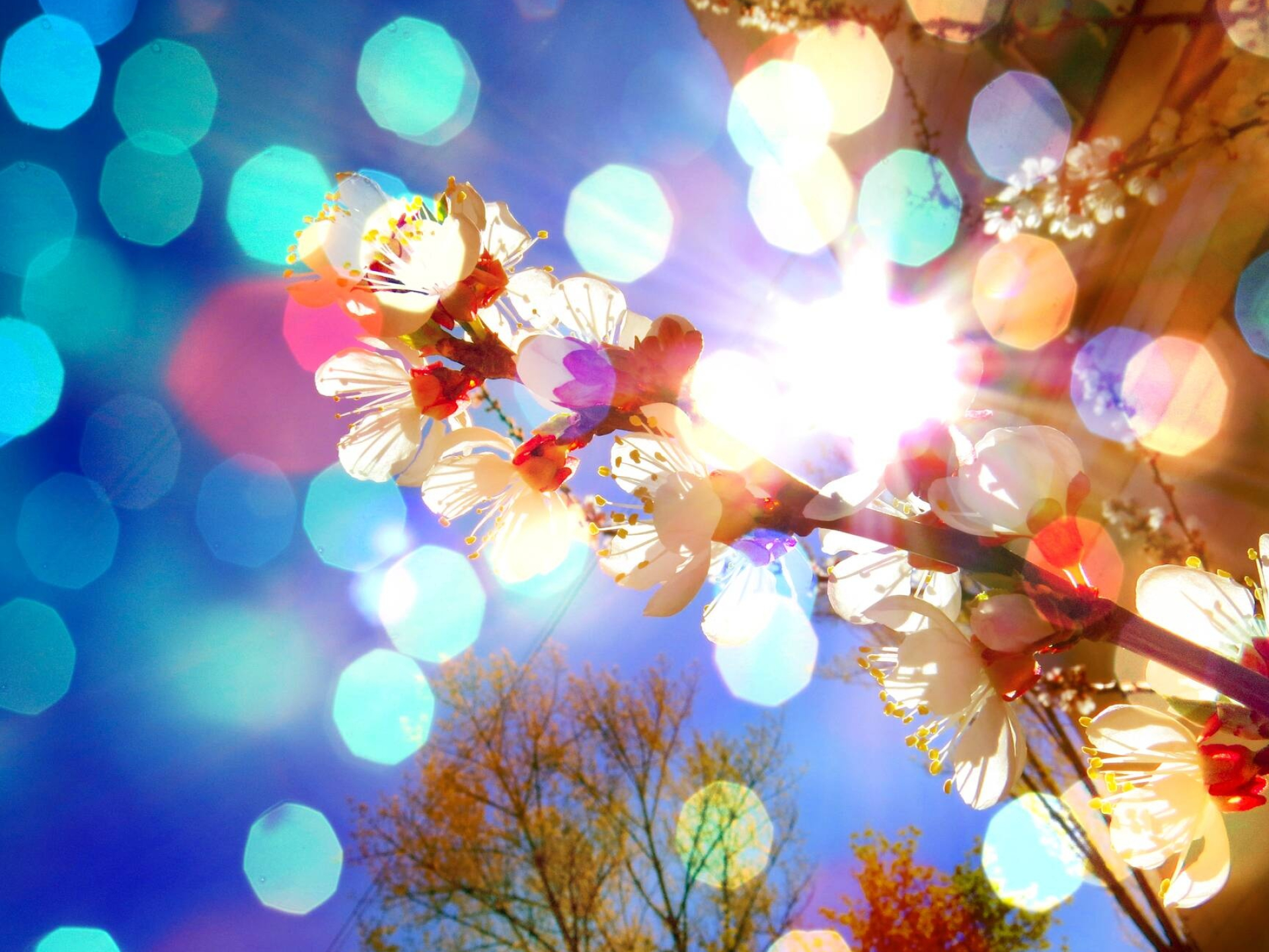 Lens Flare and Holiday Lights, Flower Tree, Bokeh, Card Background, 1920x1440 HD Desktop