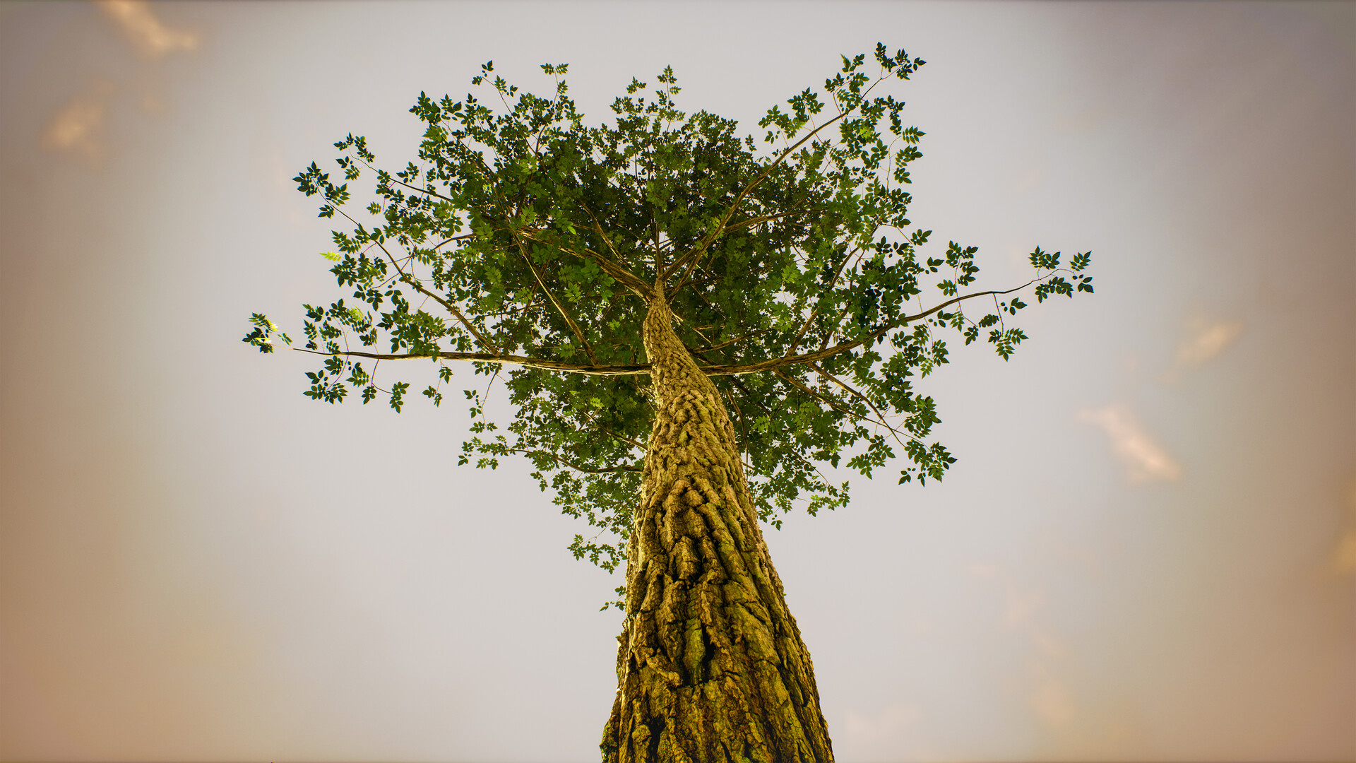 Photoscanned ash tree, Artistic inspiration, Natural textures, 3D modeling, 1920x1080 Full HD Desktop