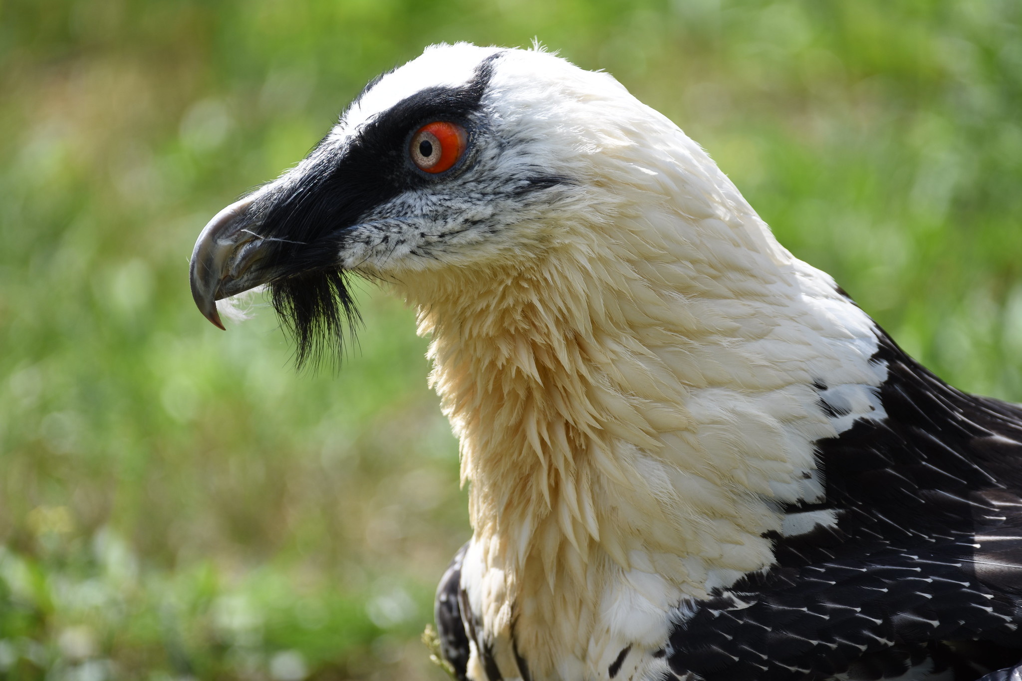 Bearded Vulture, 30 facts bone, Eating bird, Bearded Vulture facts, 2050x1370 HD Desktop