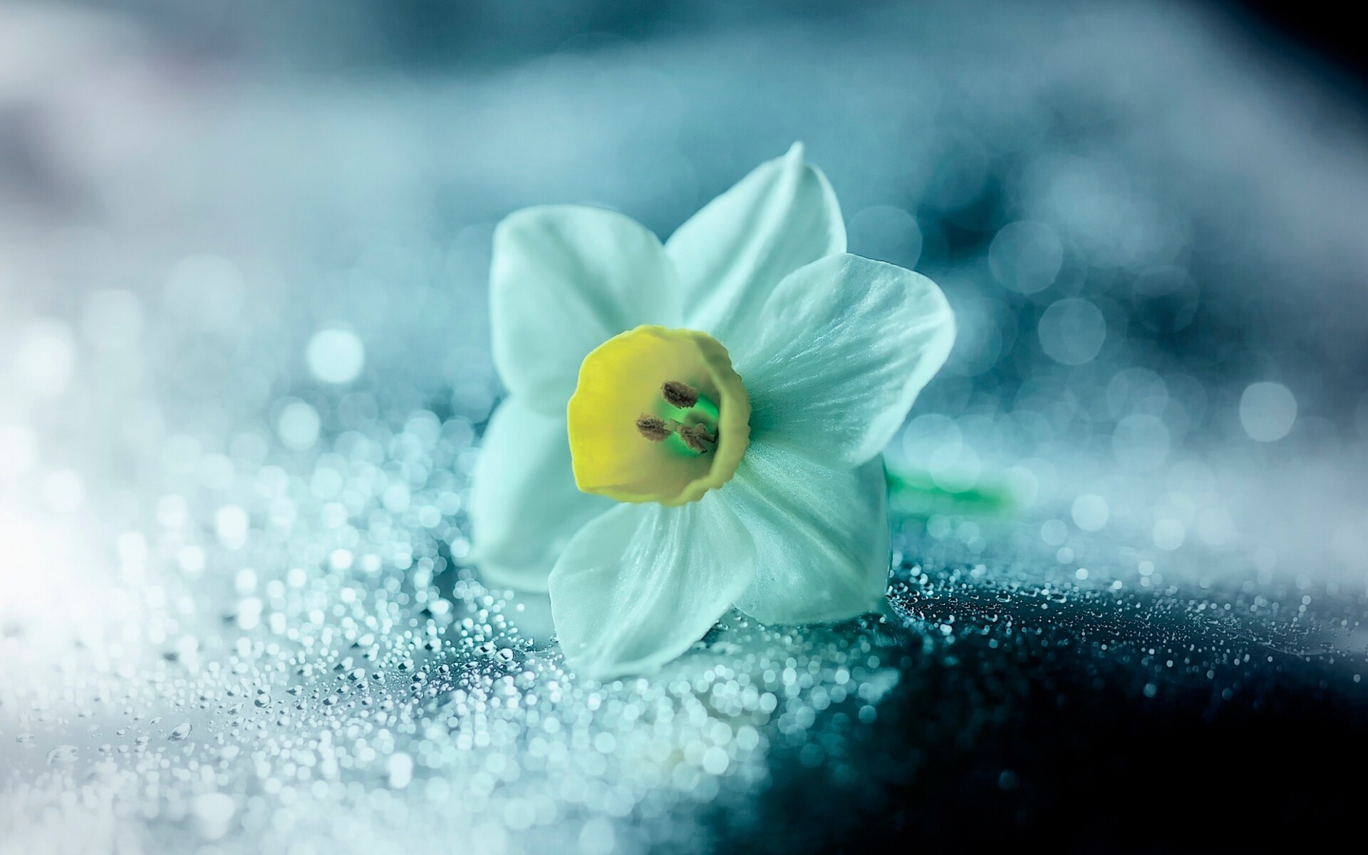 Daffodil: Fall-planted bulbs usually planted in October and the flowers bloom in late winter or early spring. 1920x1200 HD Wallpaper.