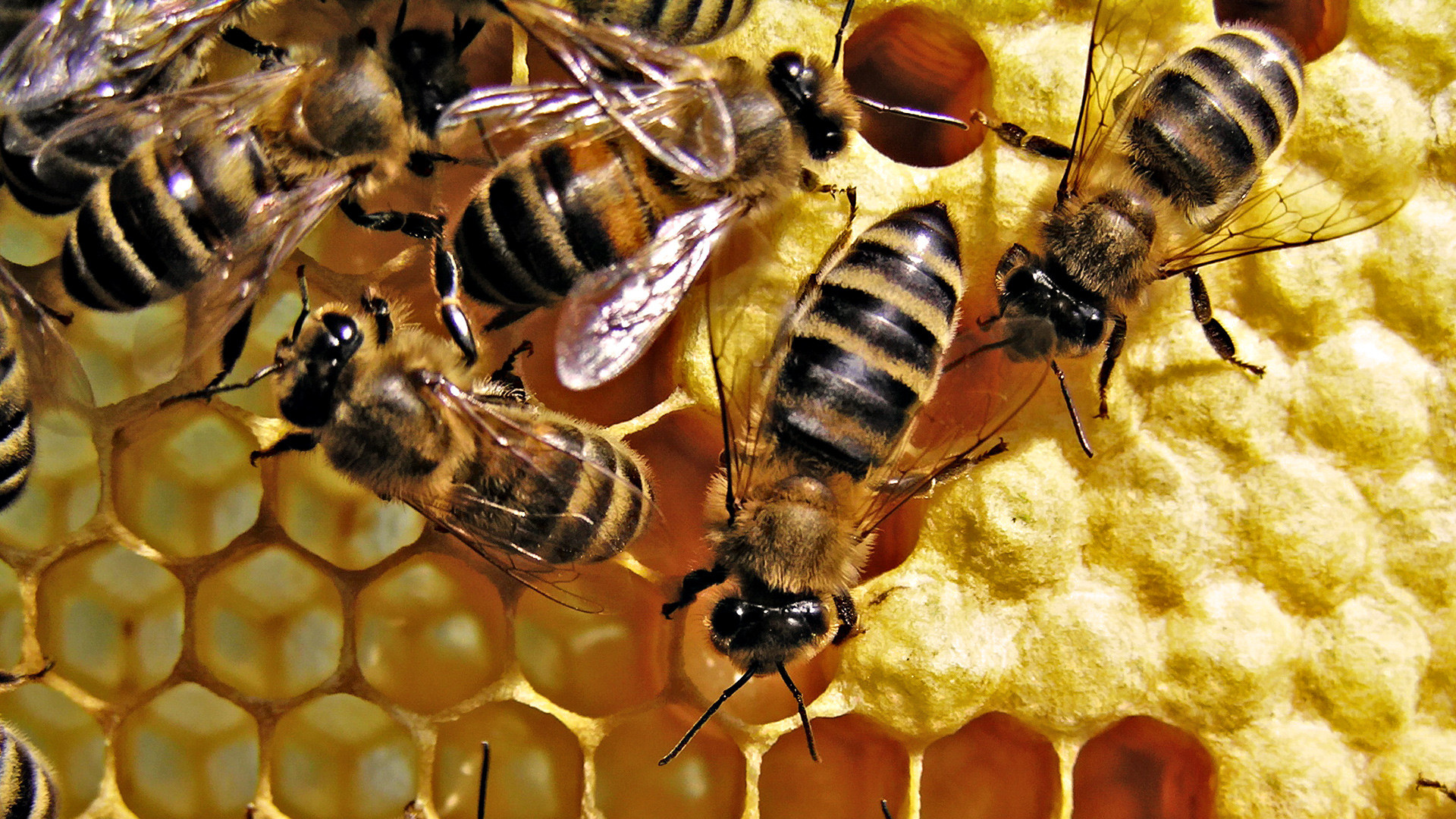 Bee: A mass of hexagonal prismatic wax cells, Nests to contain the larvae. 1920x1080 Full HD Wallpaper.