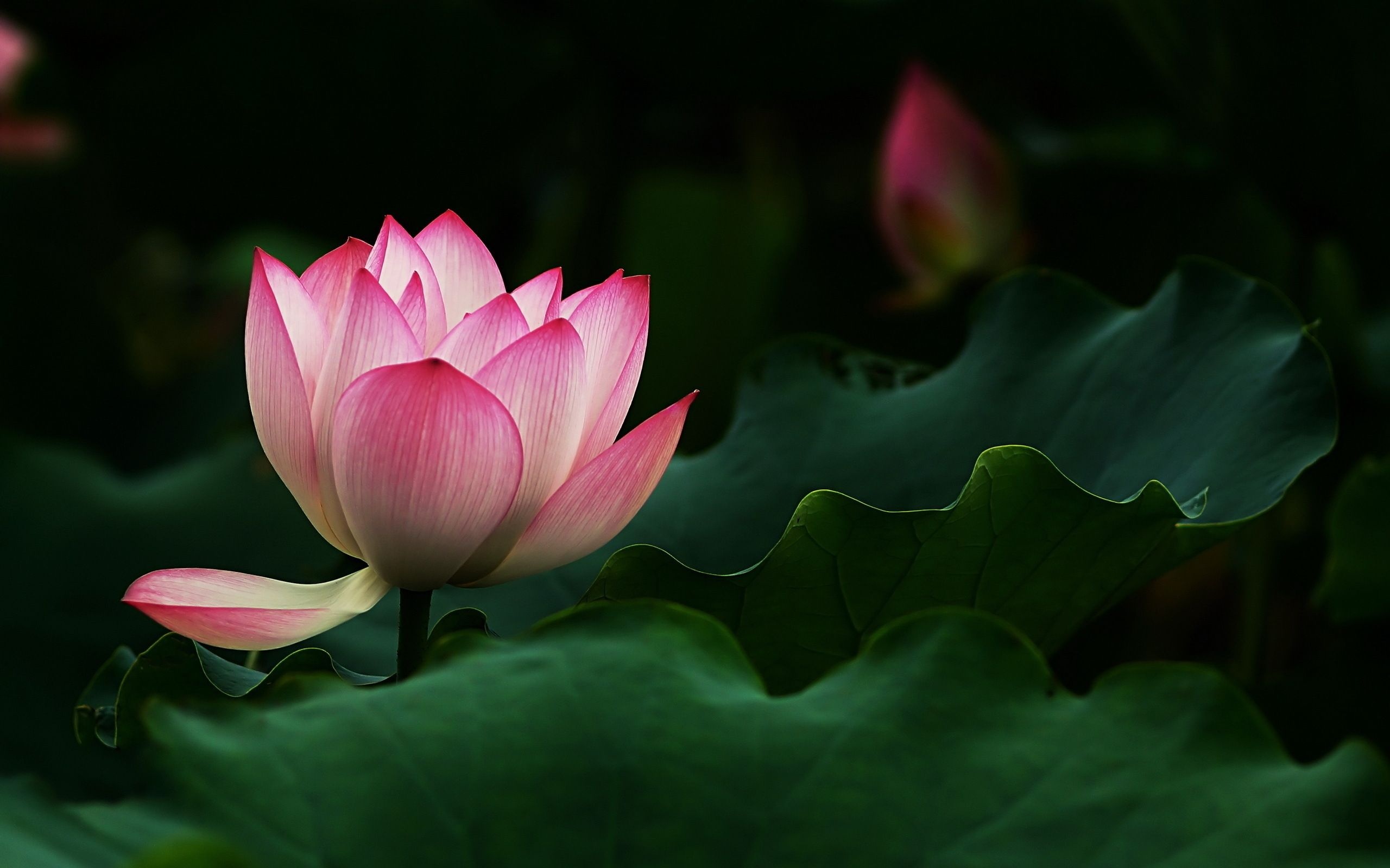 Lotus landscape, Tranquil scenery, Serene beauty, Harmonious nature, 2560x1600 HD Desktop